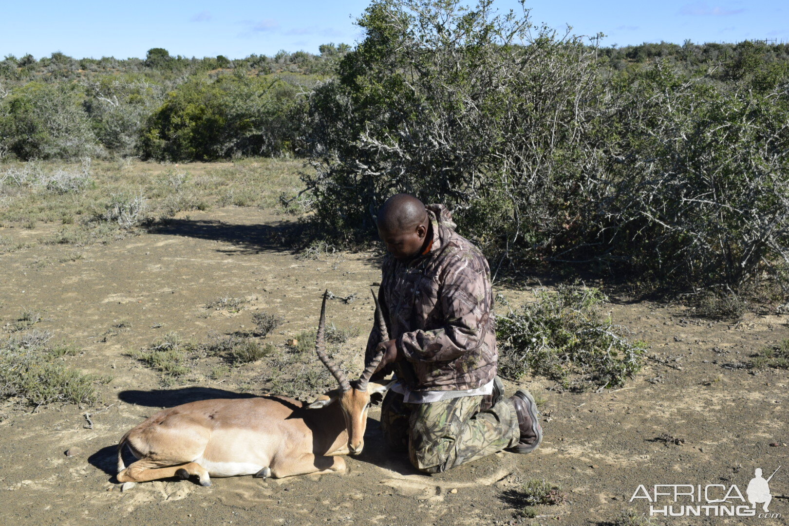 Impala Hunt South Africa