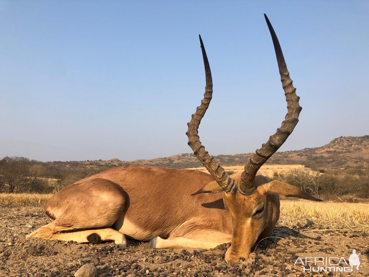 Impala Hunt South Africa