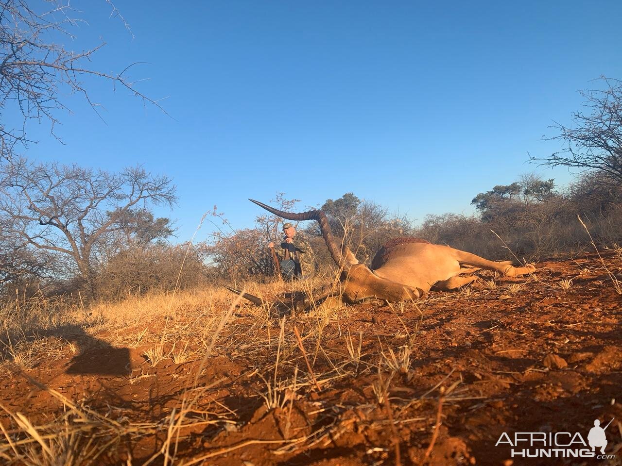 Impala Hunt South Africa