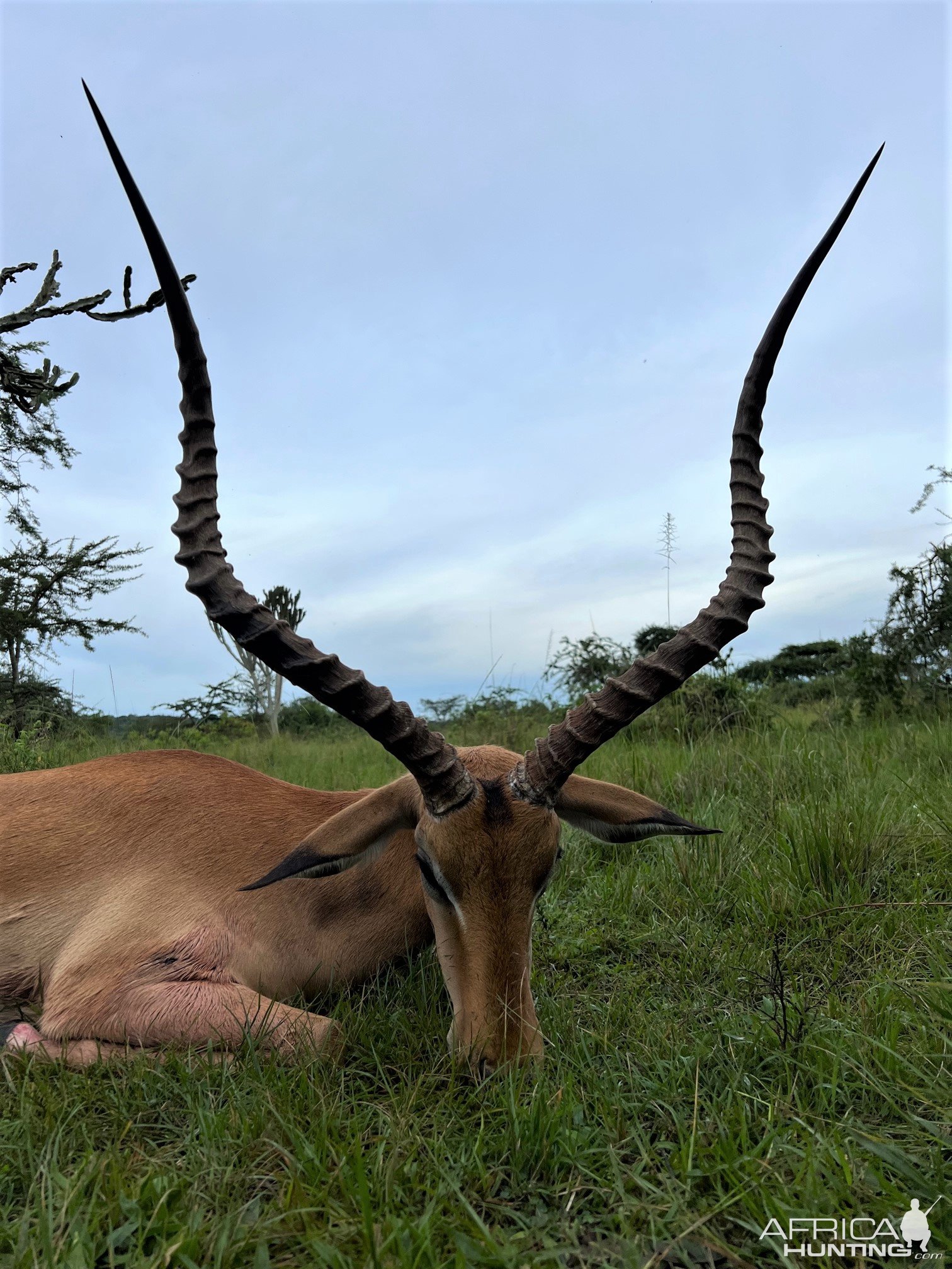 Impala Hunt Uganda