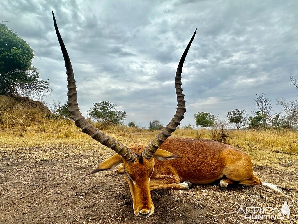 Impala Hunt Uganda