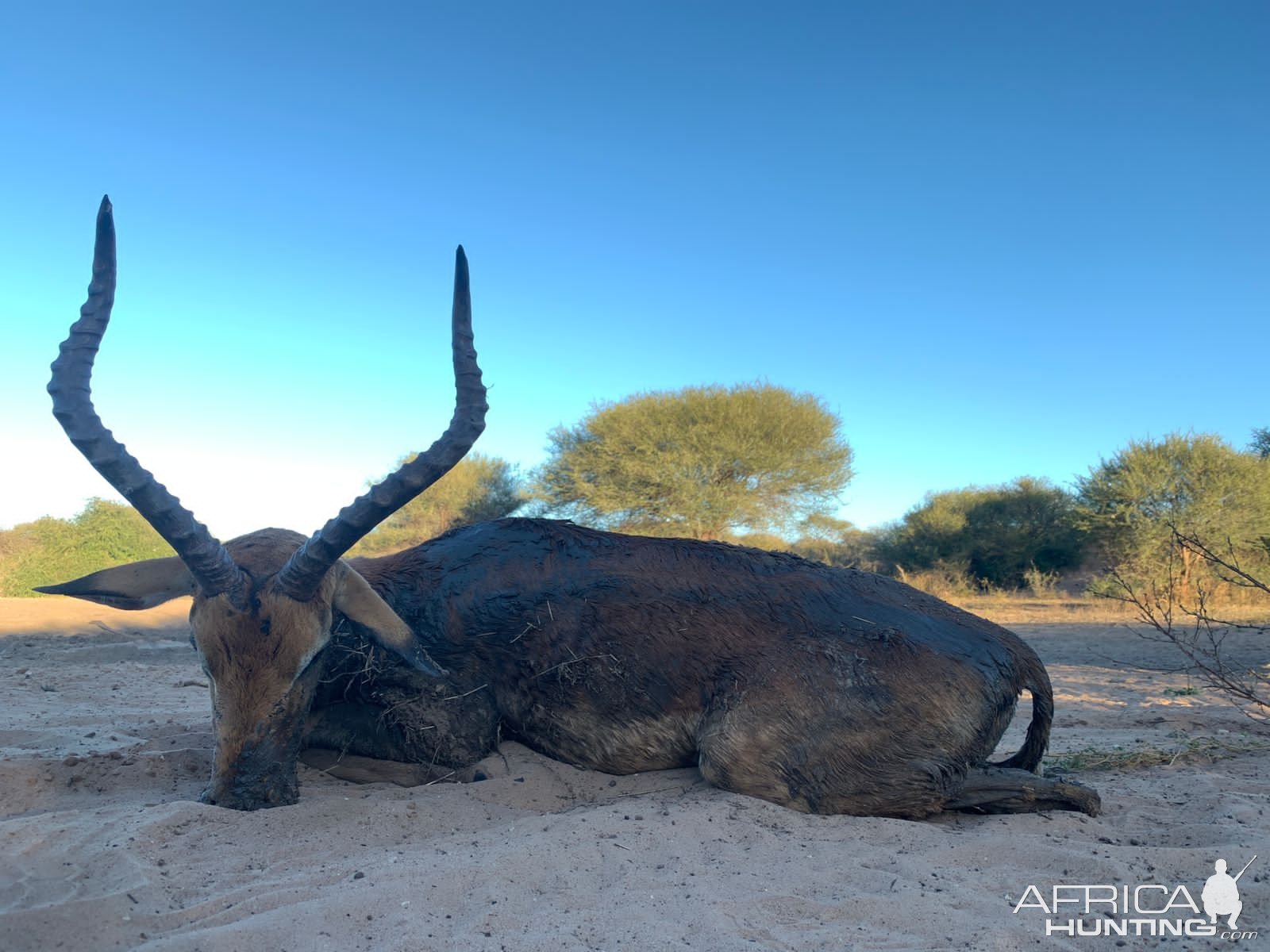 Impala Hunting Limpopo South Africa