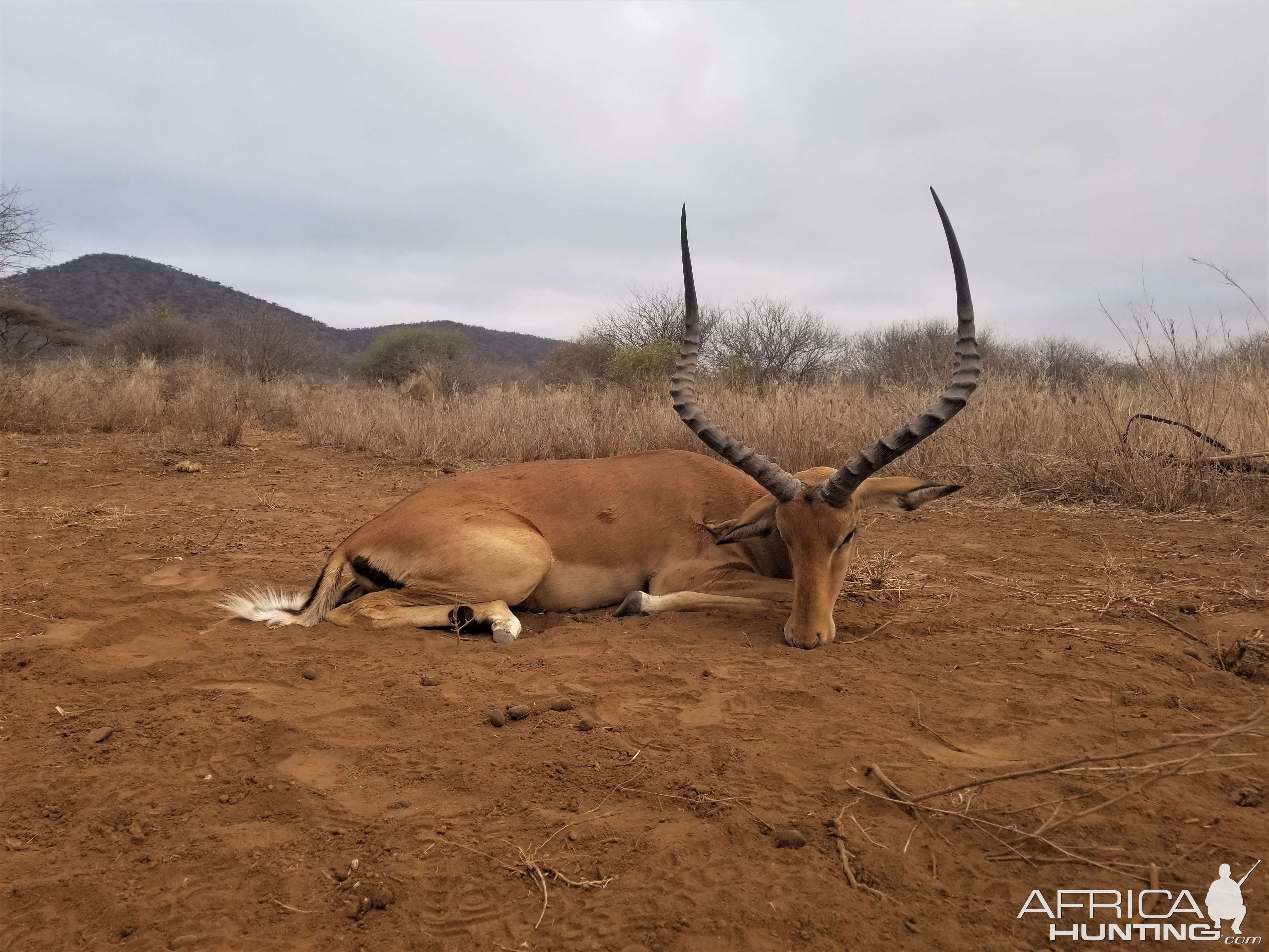 Impala Hunting Massailand