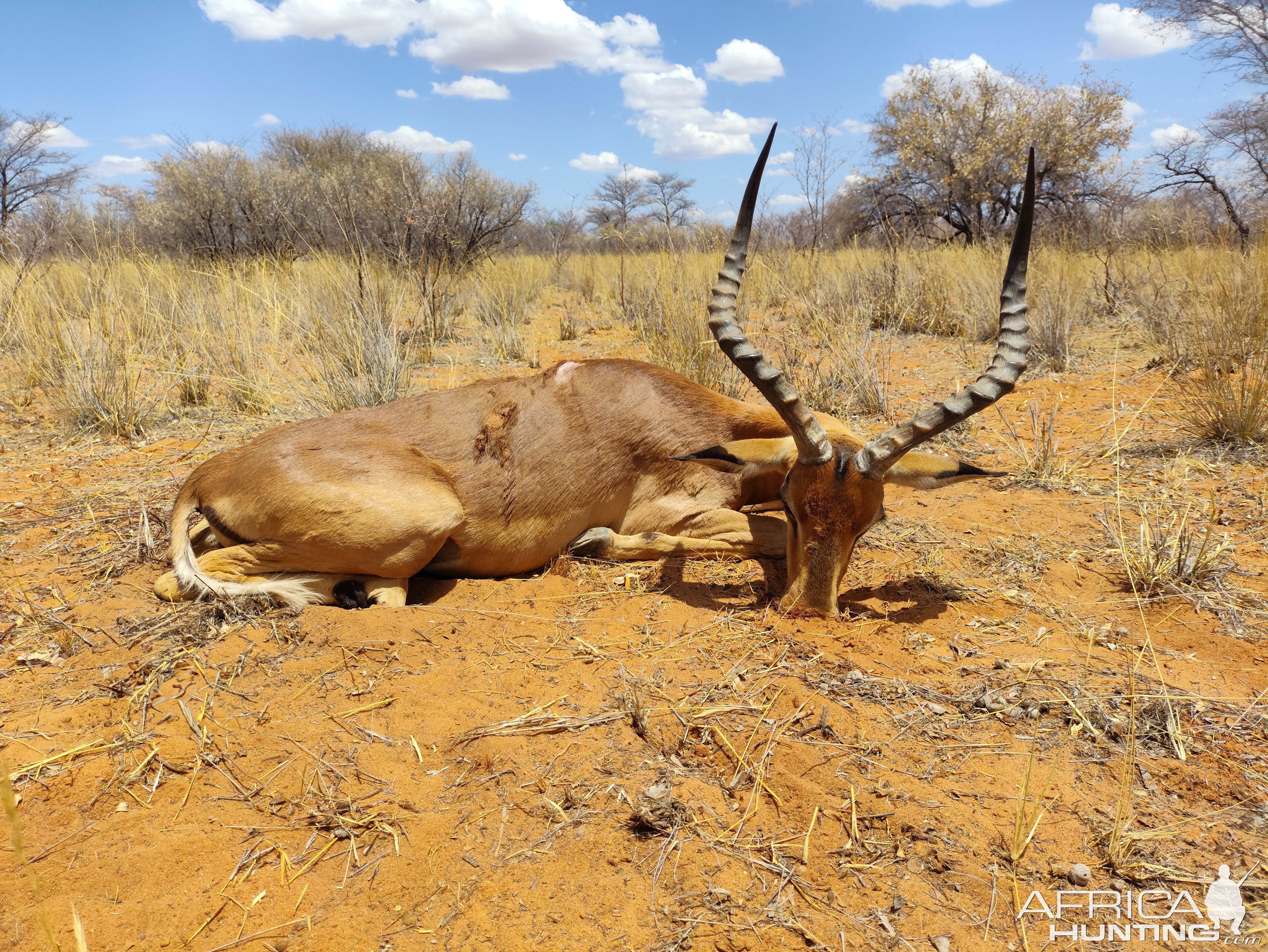 Impala hunting Namibia