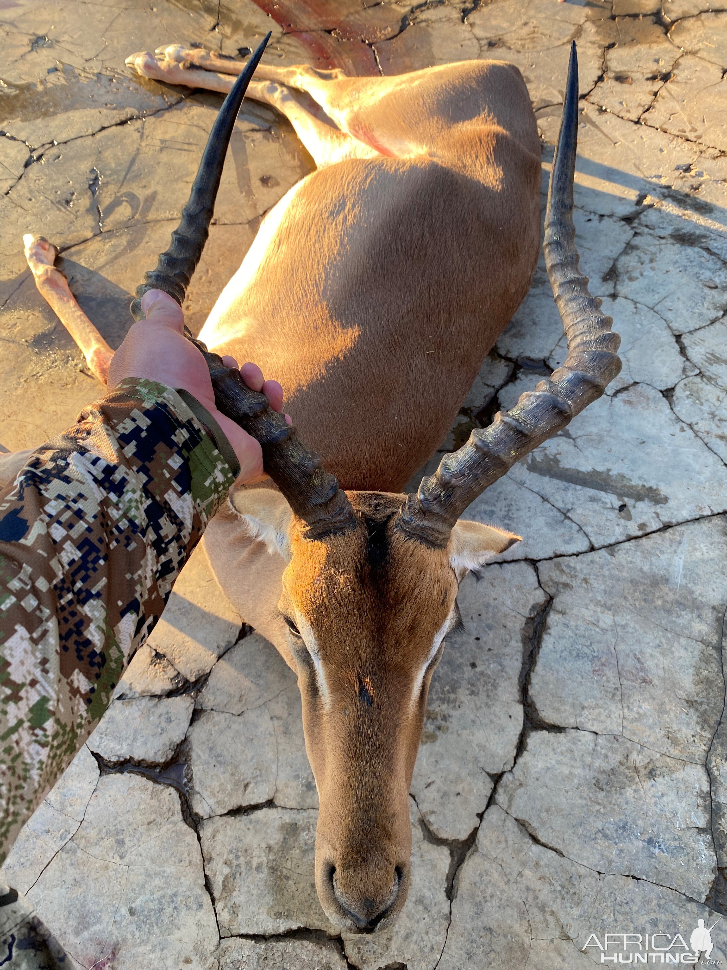 Impala Hunting South Africa