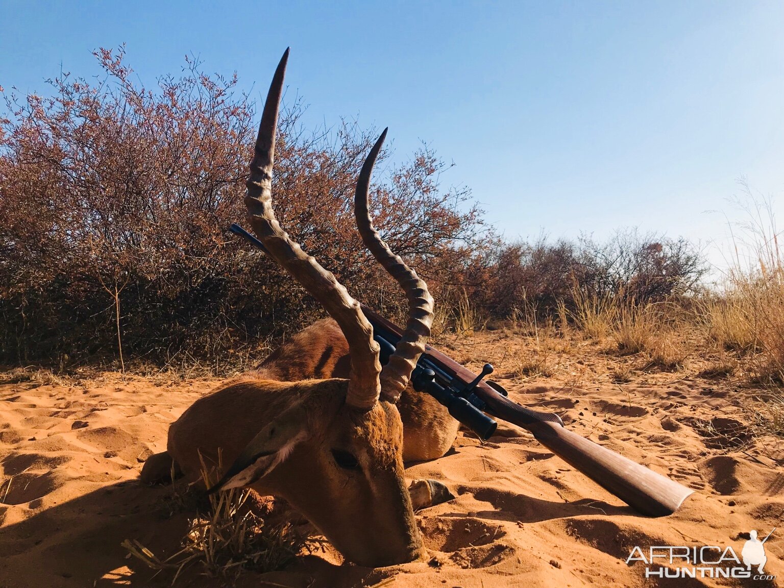 Impala Hunting South Africa