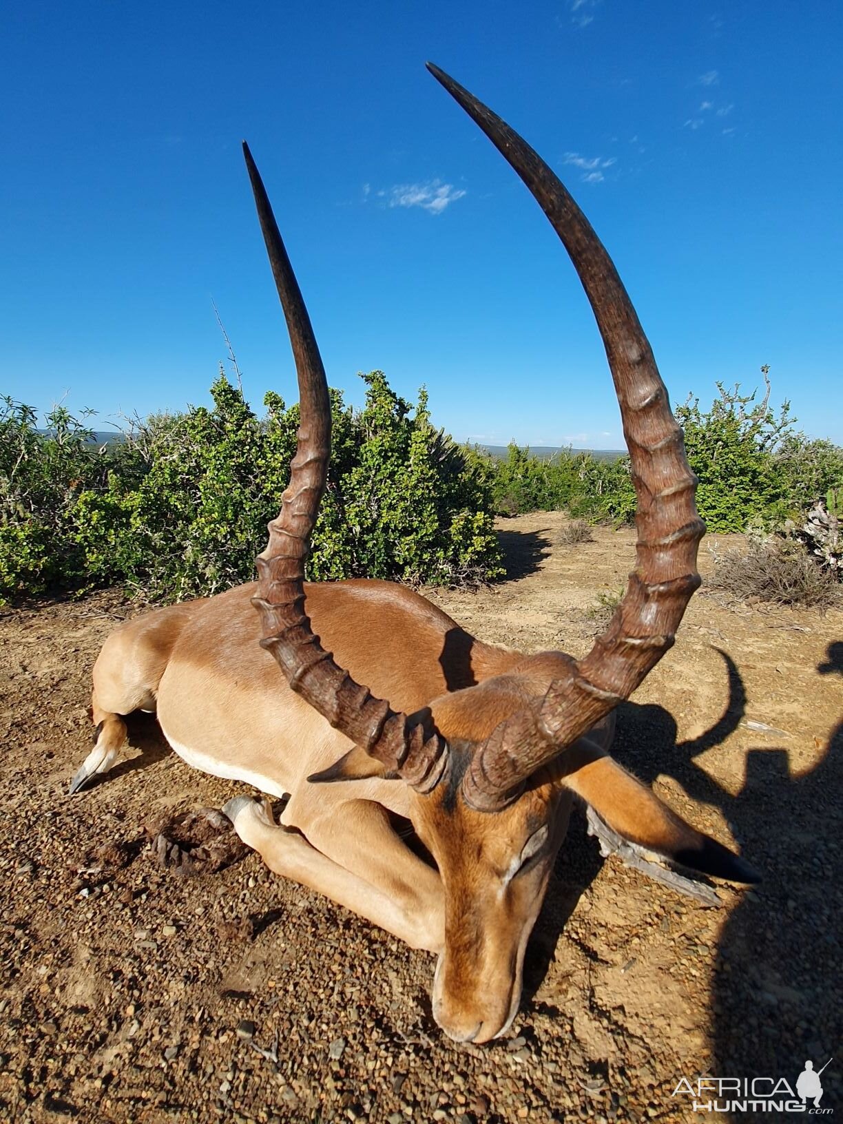 Impala Hunting South Africa