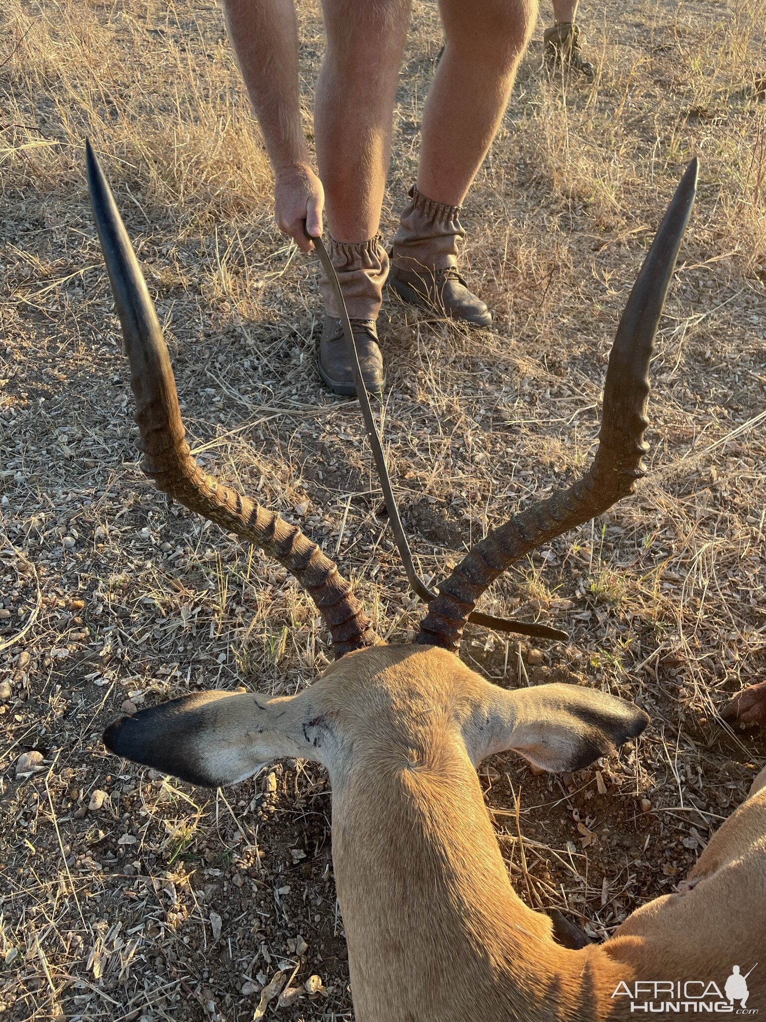 Impala Hunting Zimbabwe