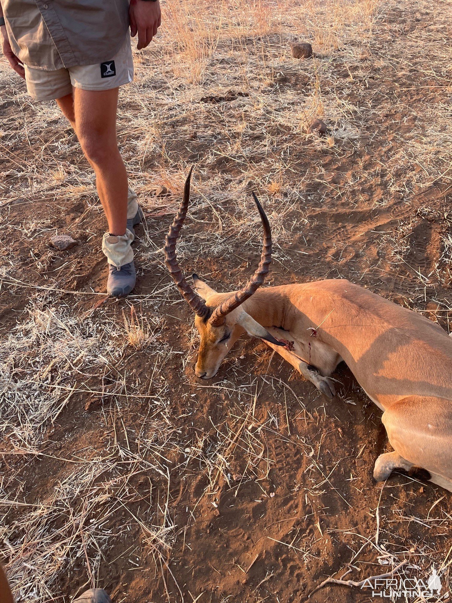 Impala Hunting Zimbabwe