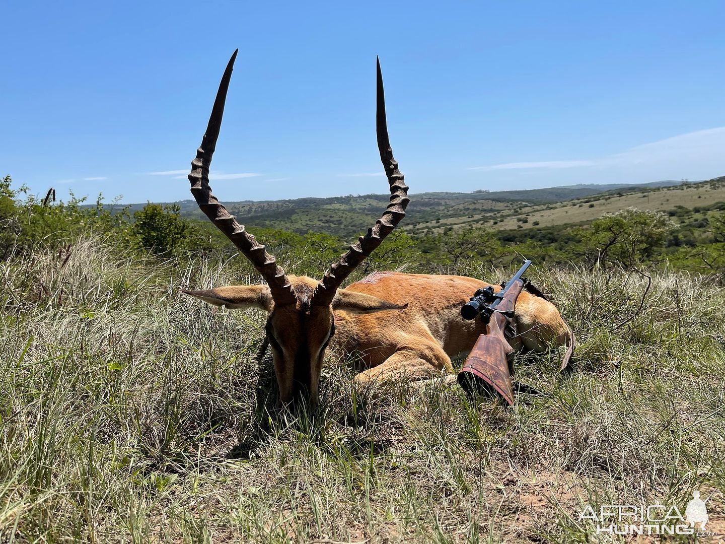 Impala Hunting