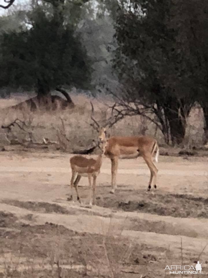 Impala in Zimbabwe