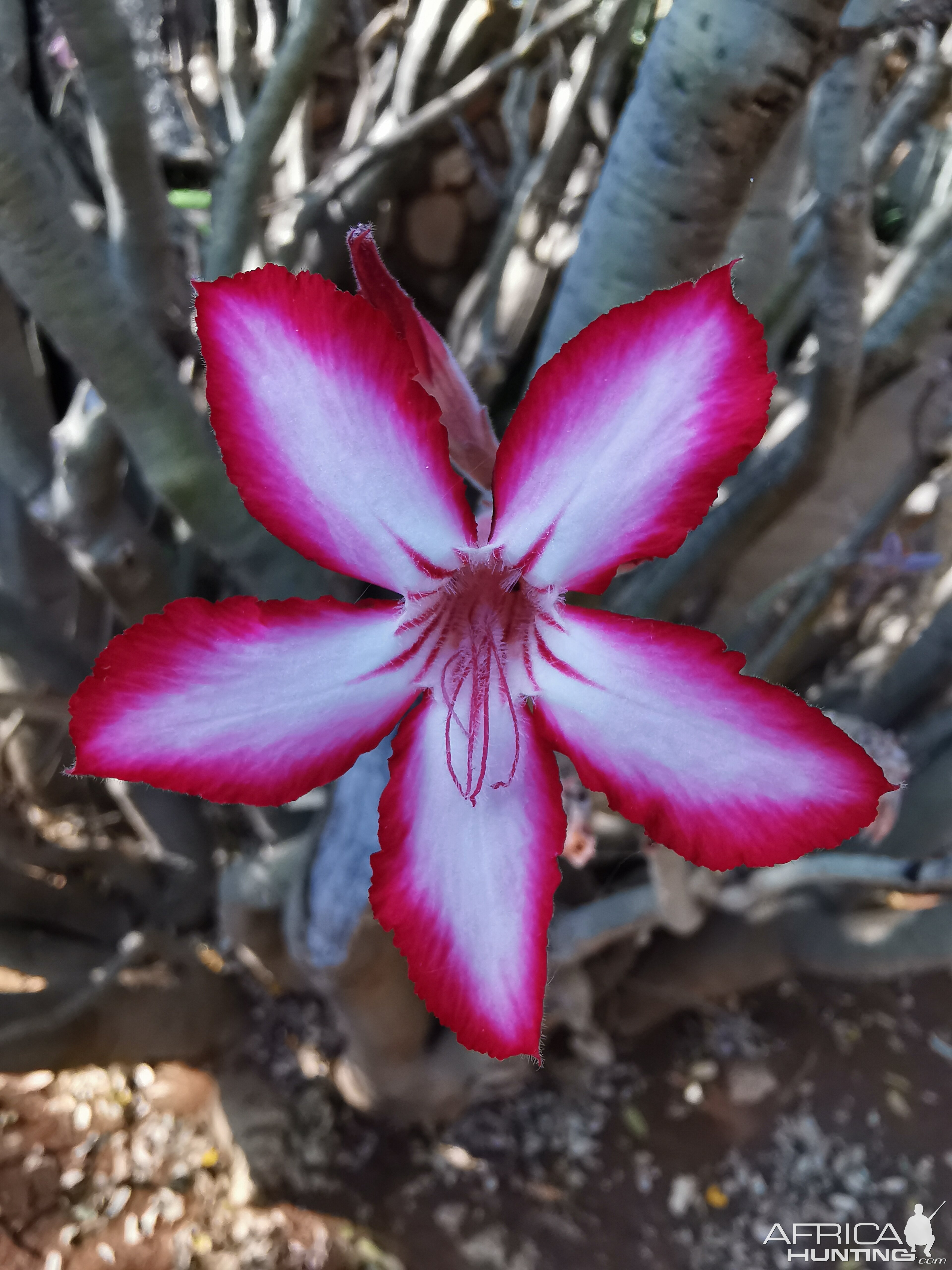 Impala Lily - Adenium multiflorum South Africa