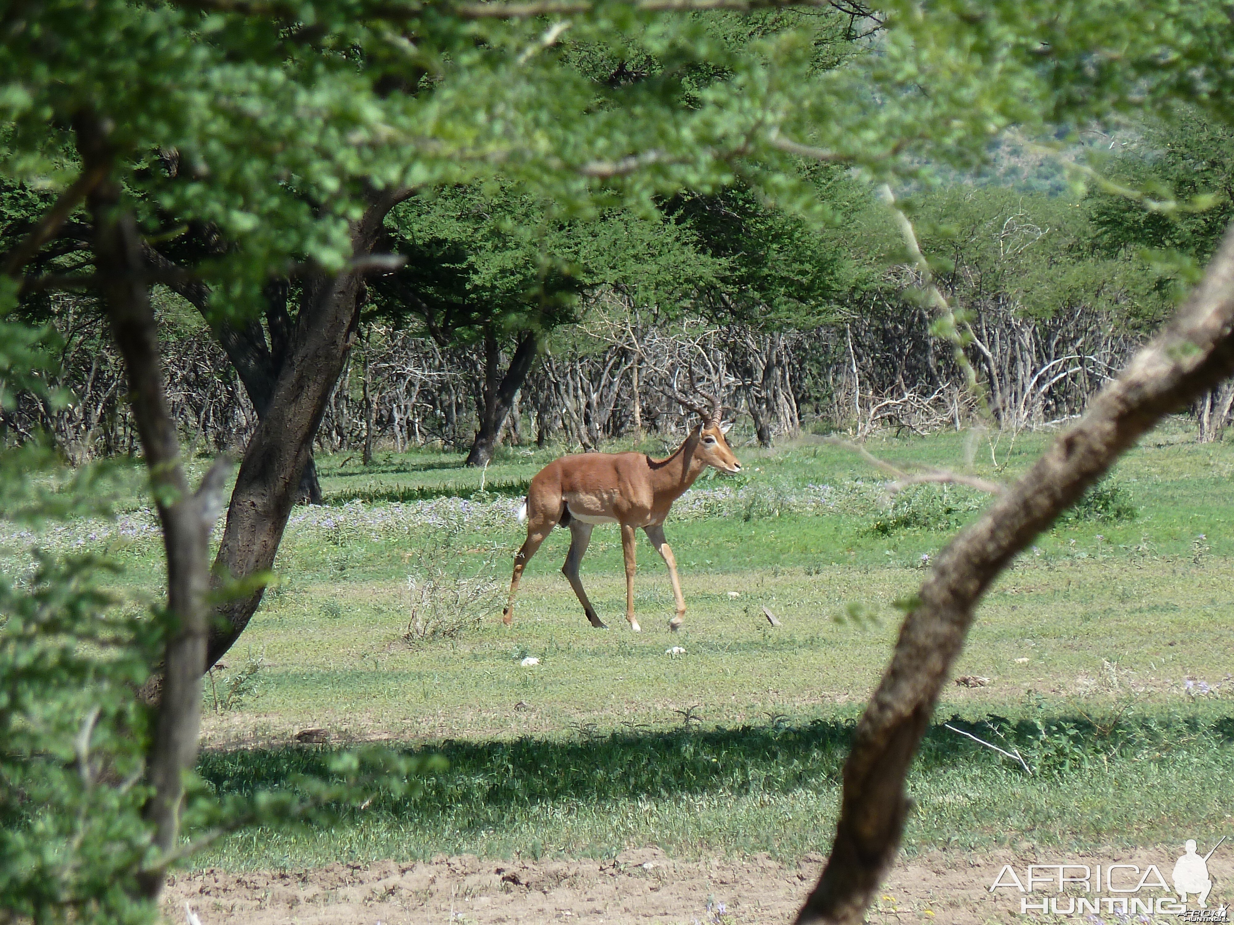 Impala Namibia