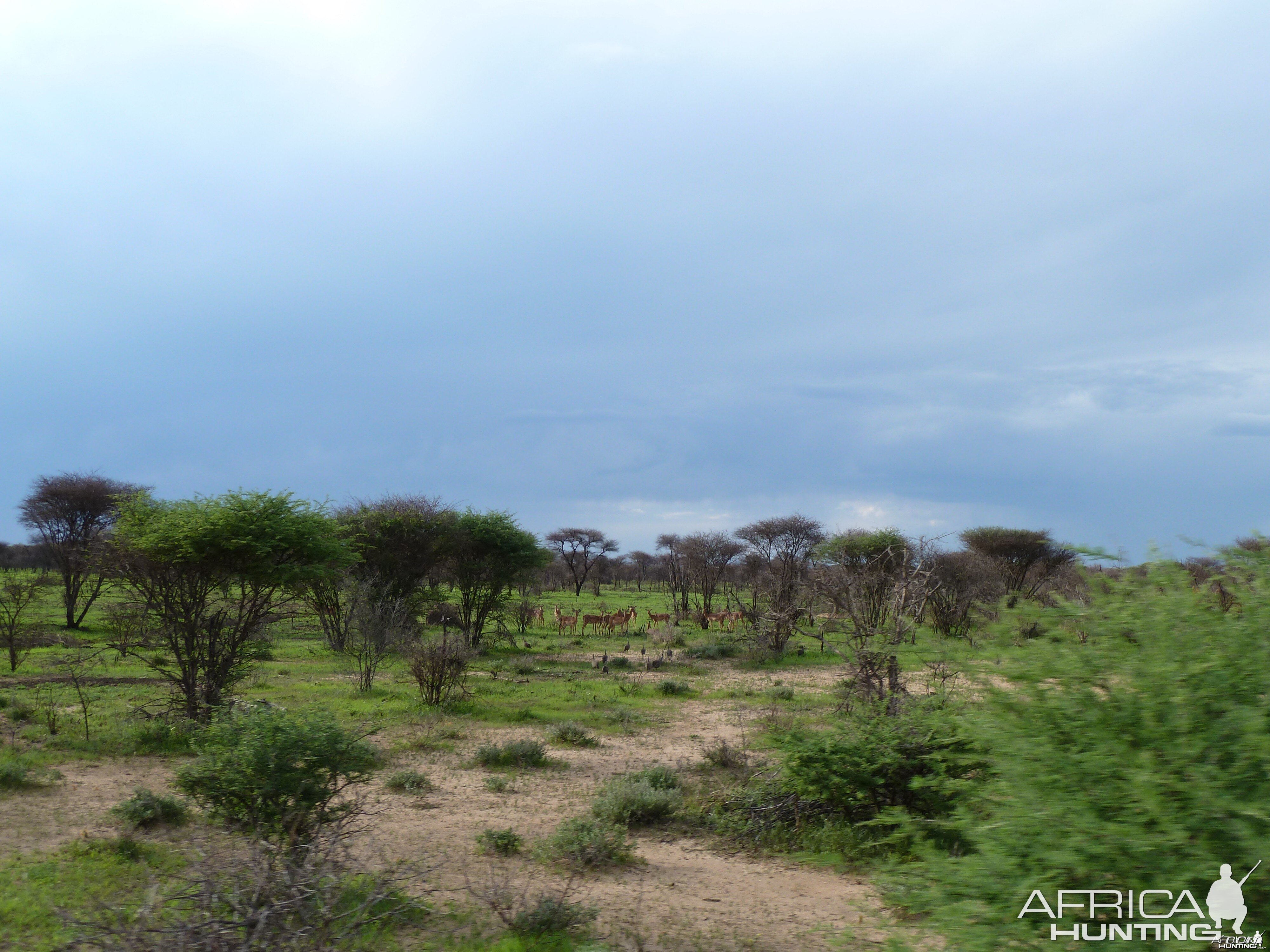 Impala Namibia