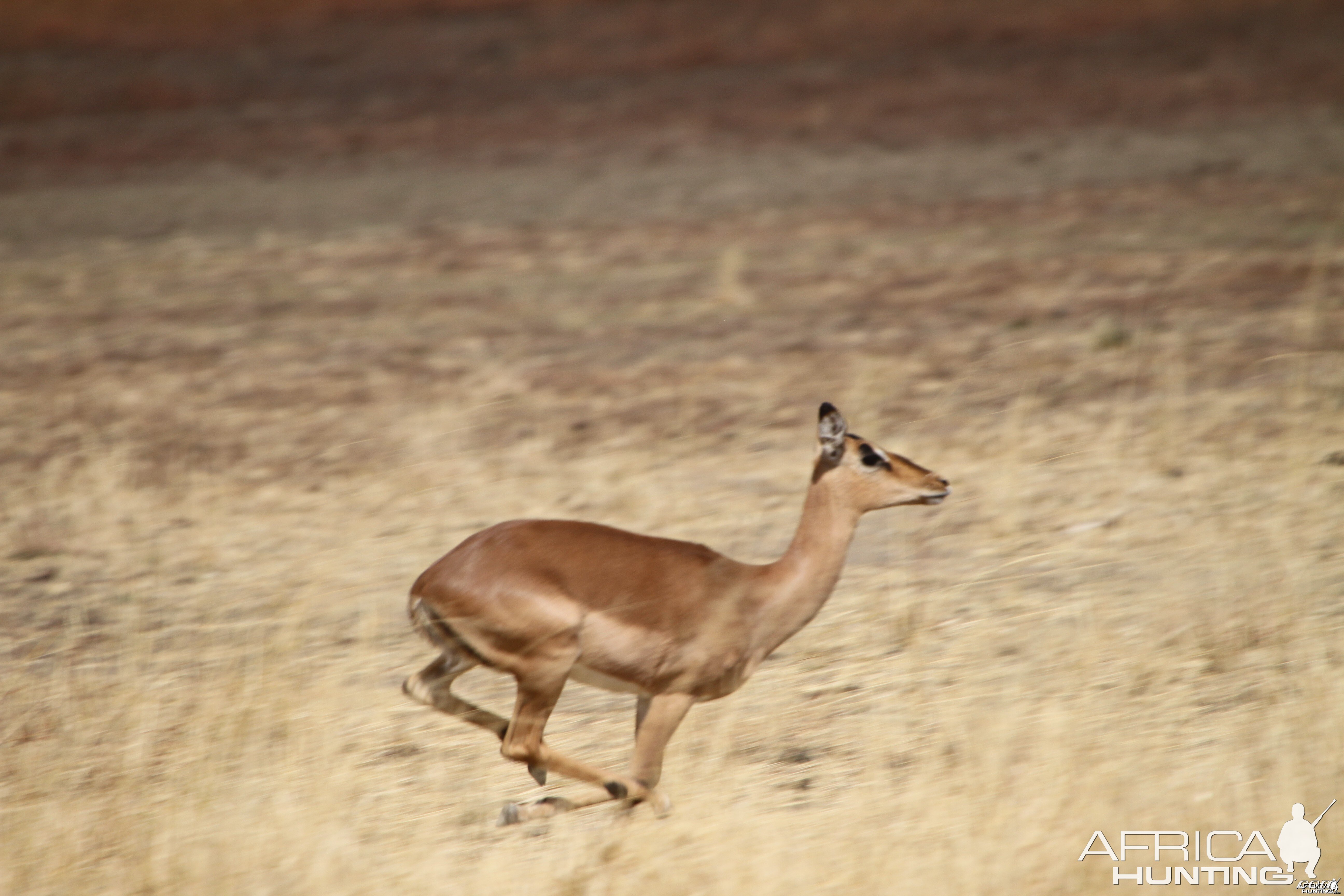 Impala Namibia