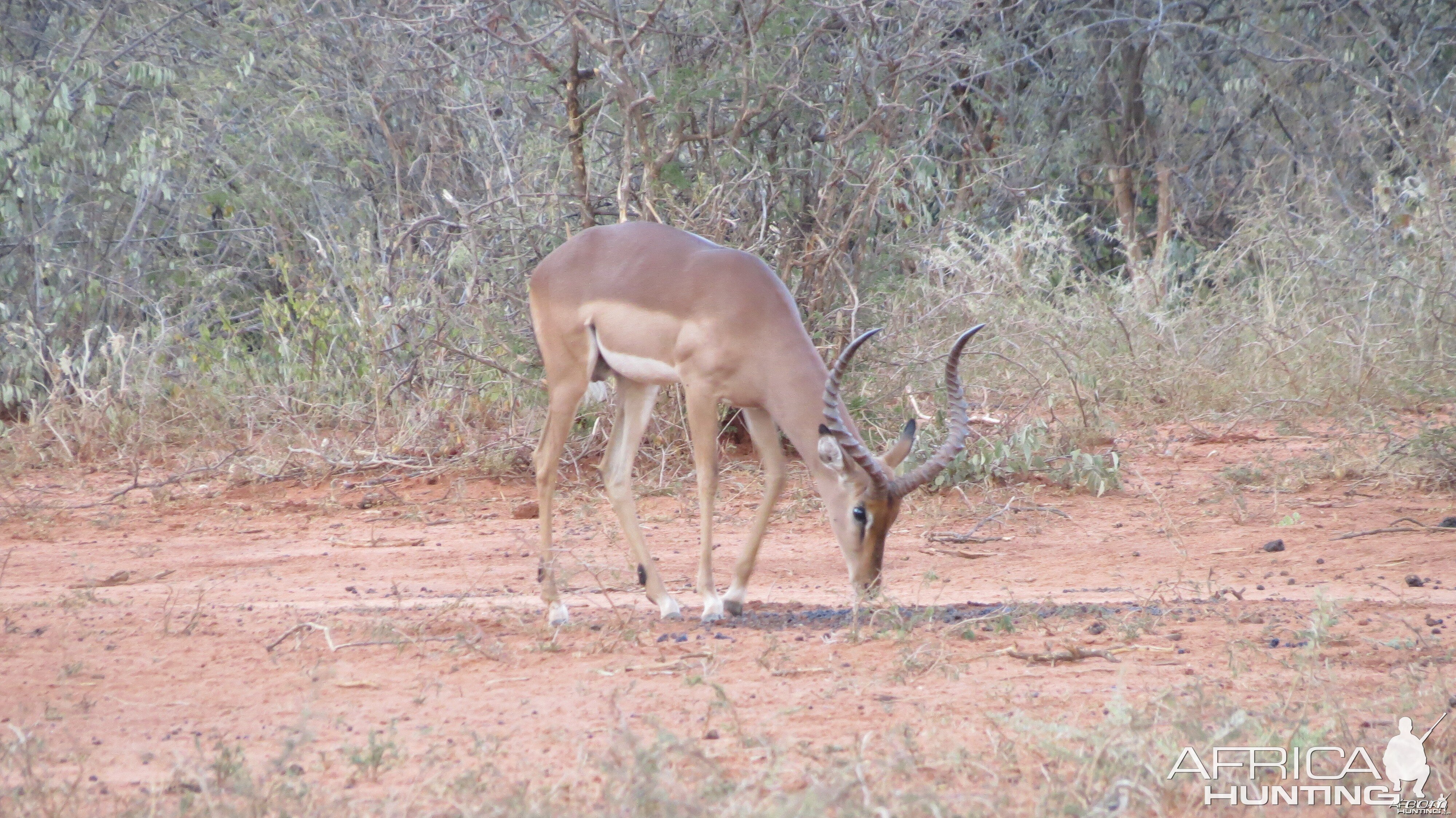 Impala Namibia