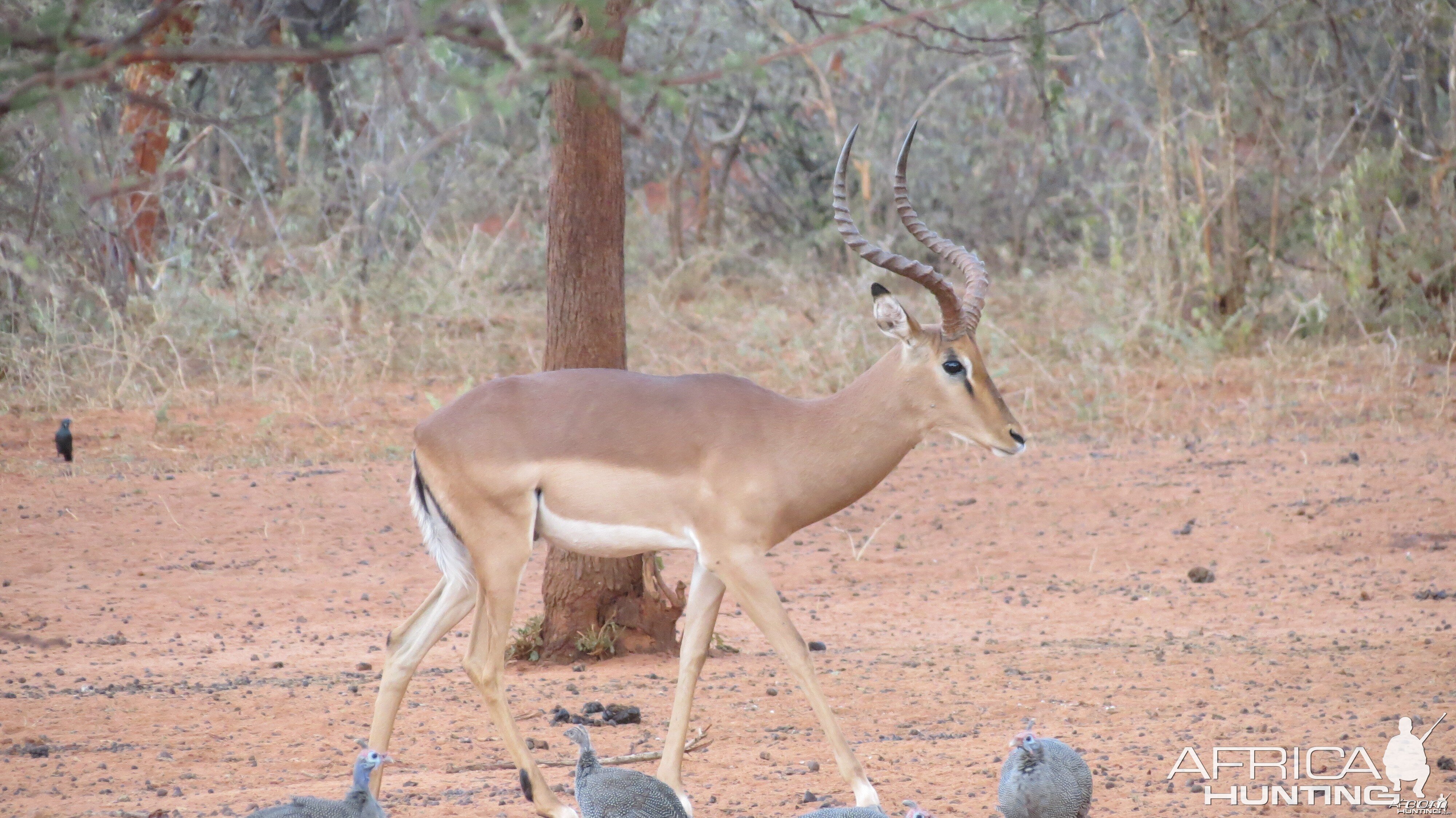 Impala Namibia