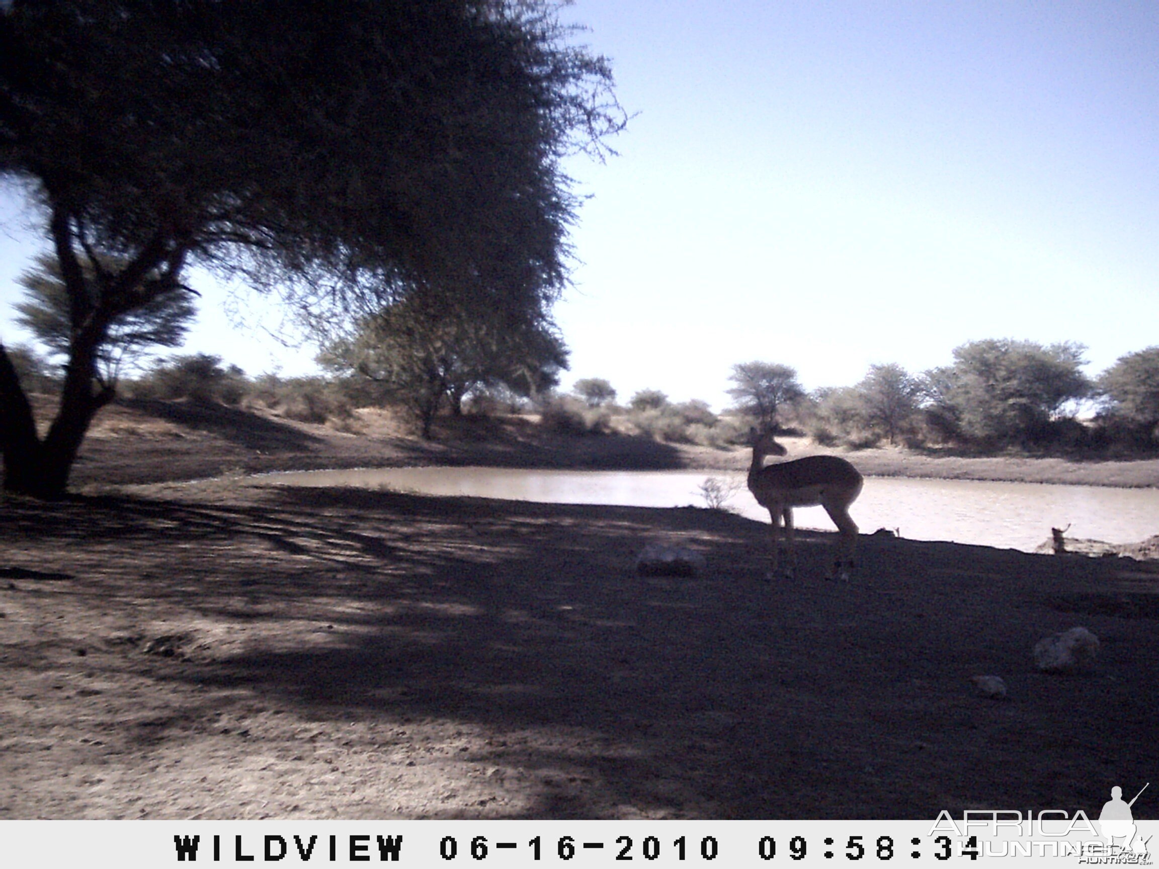 Impala, Namibia