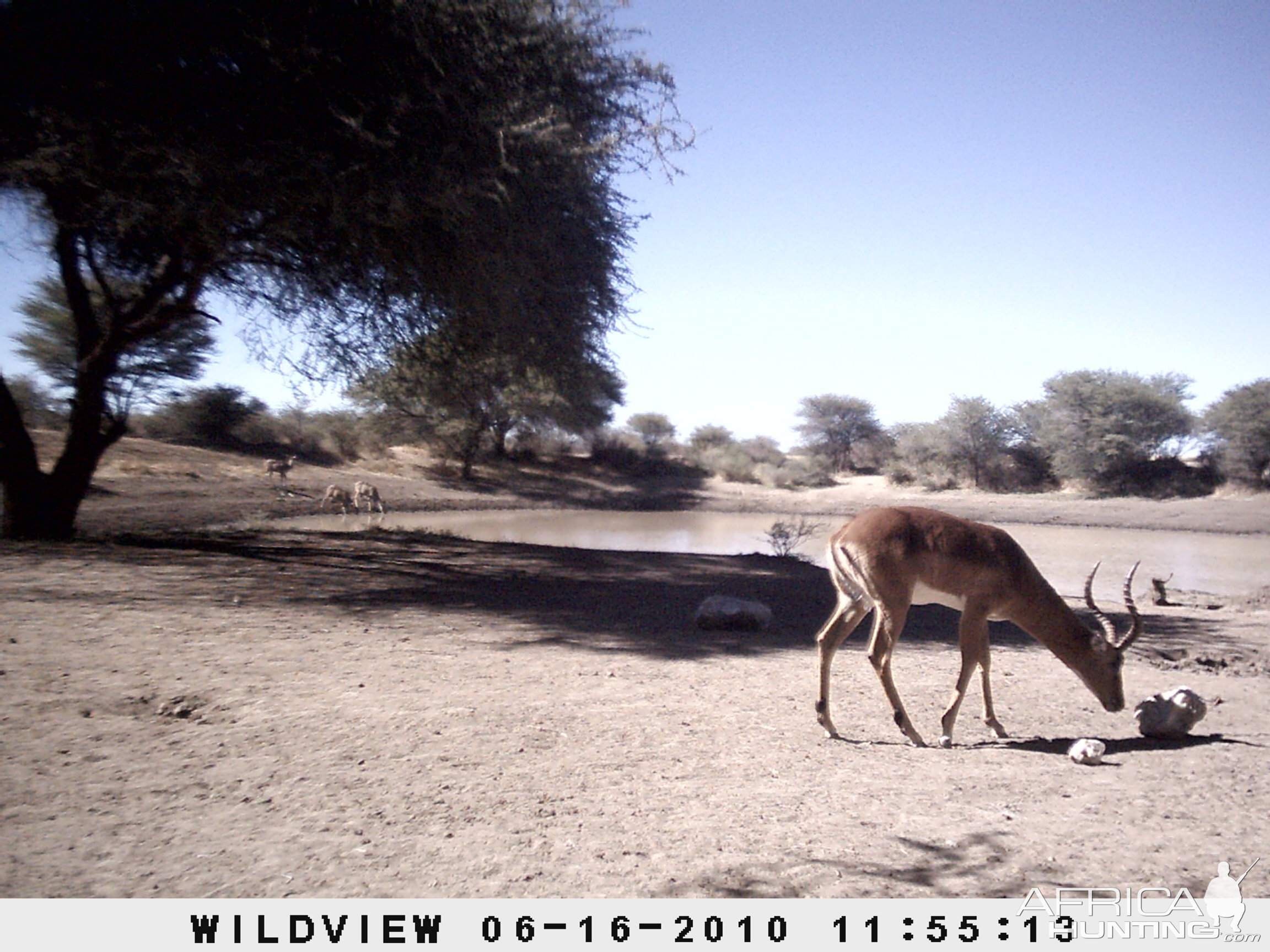 Impala, Namibia