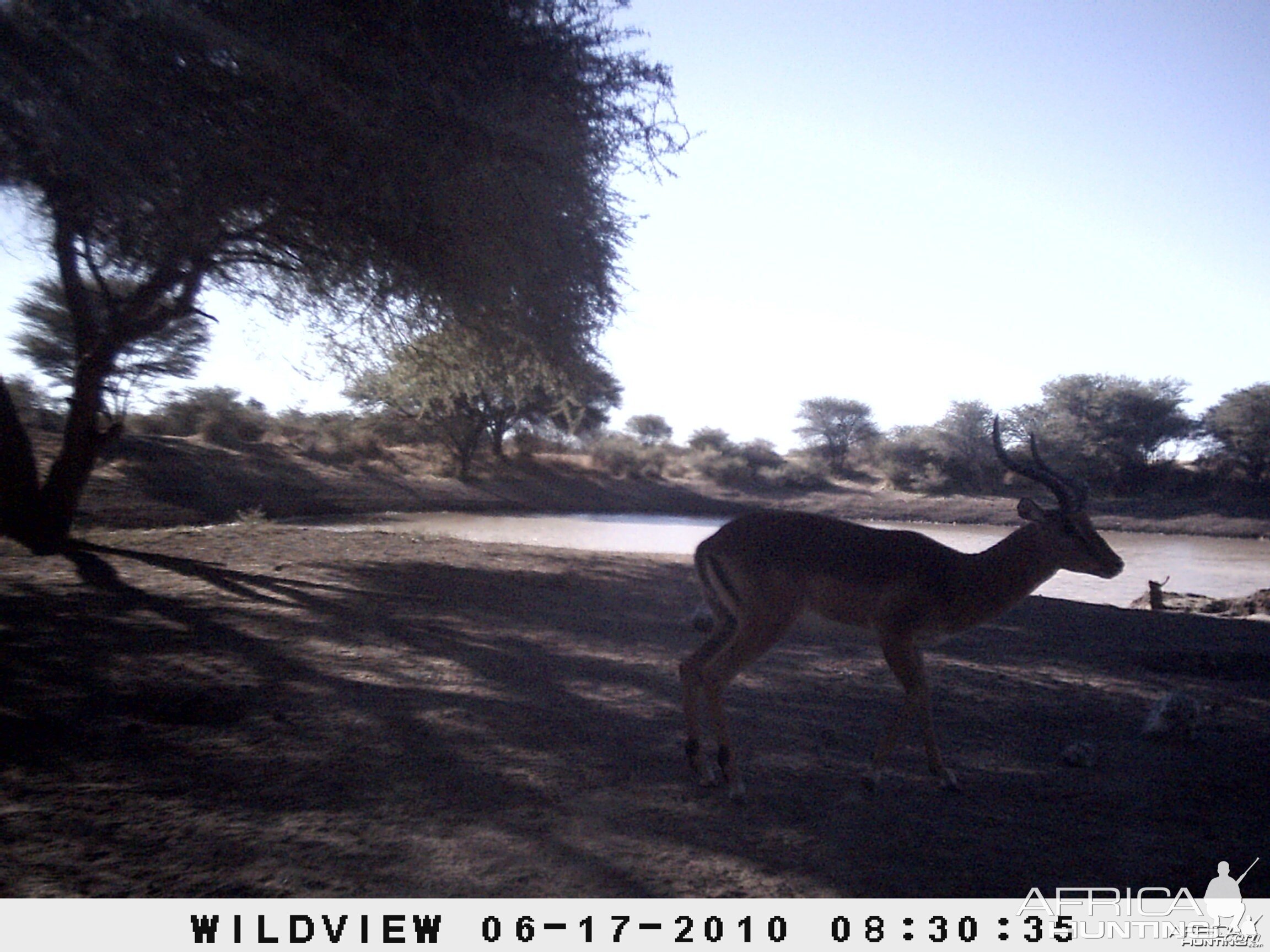 Impala, Namibia