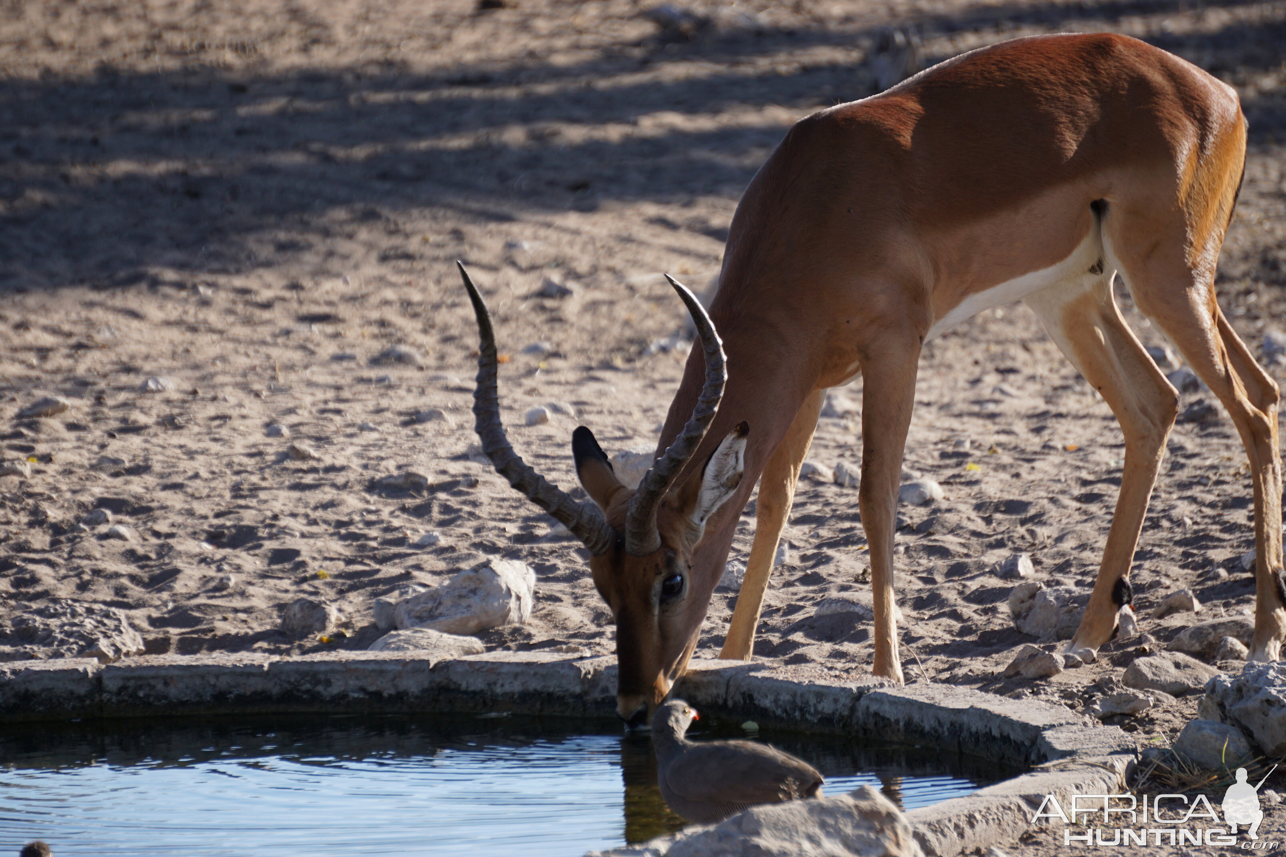 Impala Namibia