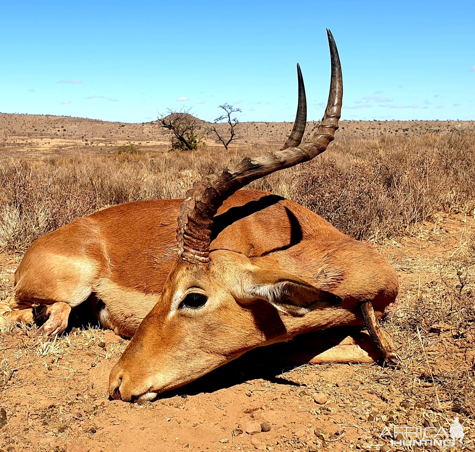 Impala Ram Eastern Cape South Africa