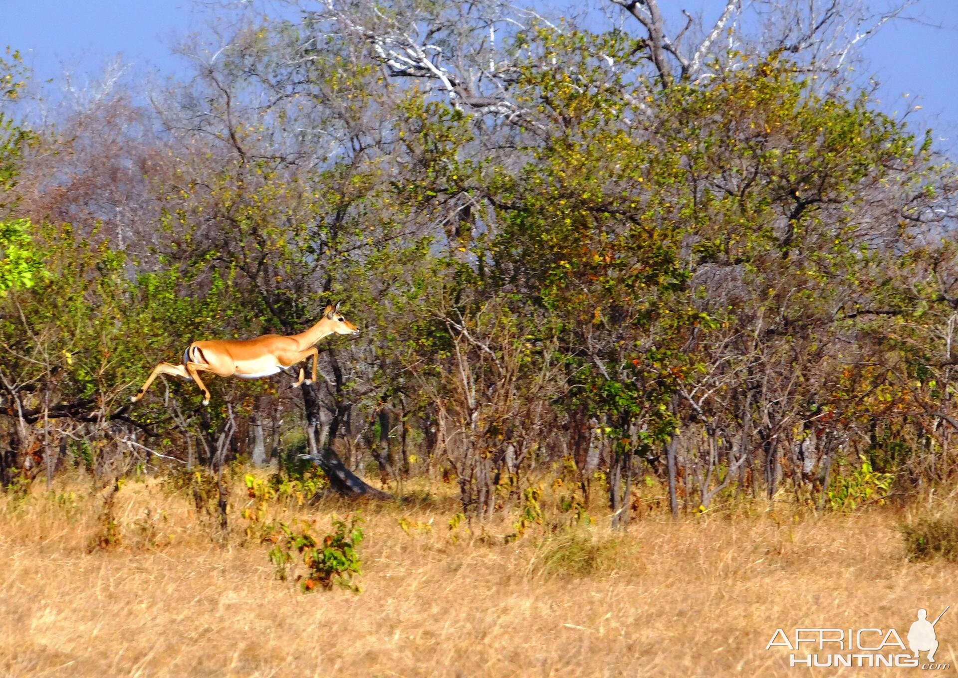 Impala Selous Tanzania