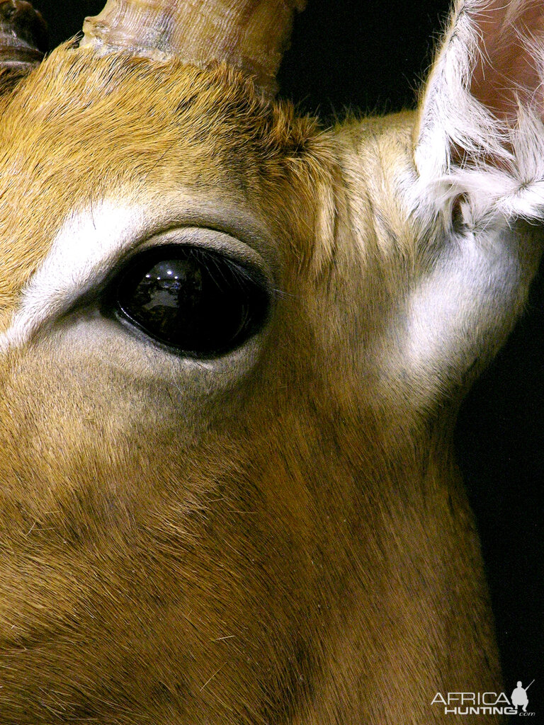 Impala Shoulder Mount Pedestal Taxidermy Close Up