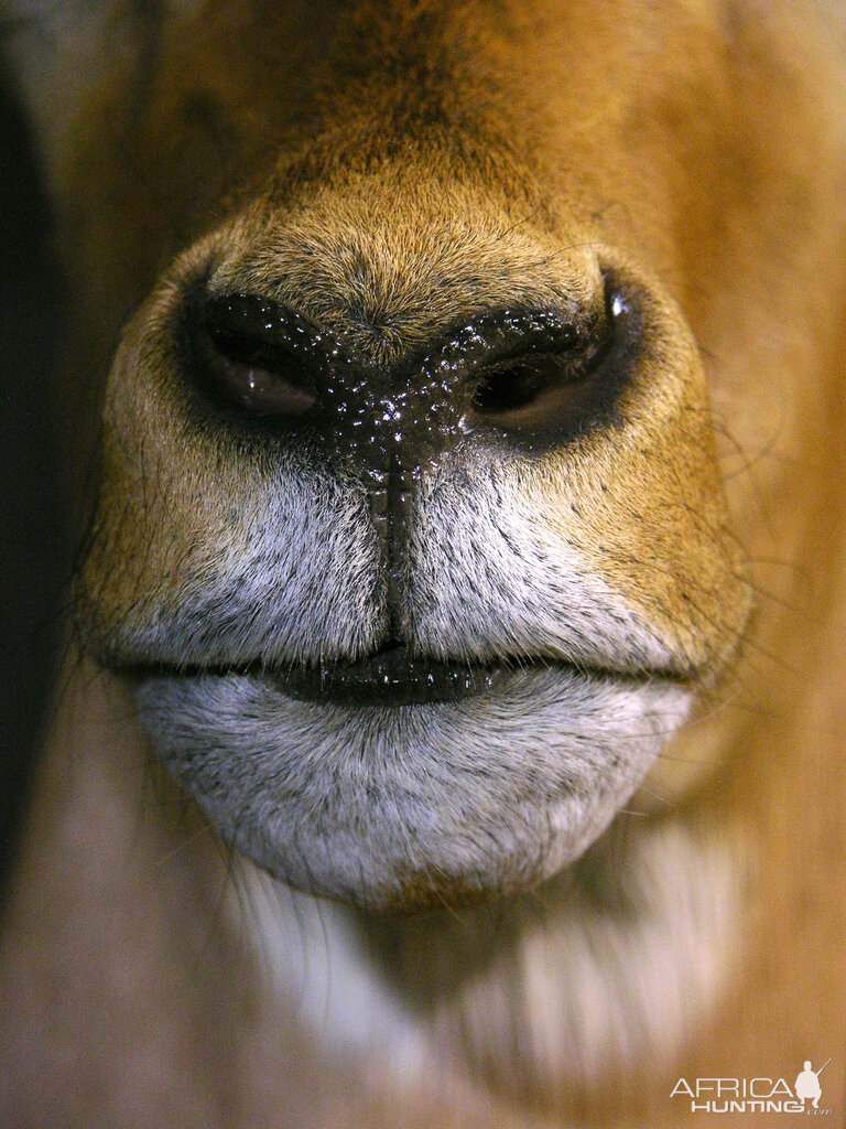 Impala Shoulder Mount Taxidermy Close Up