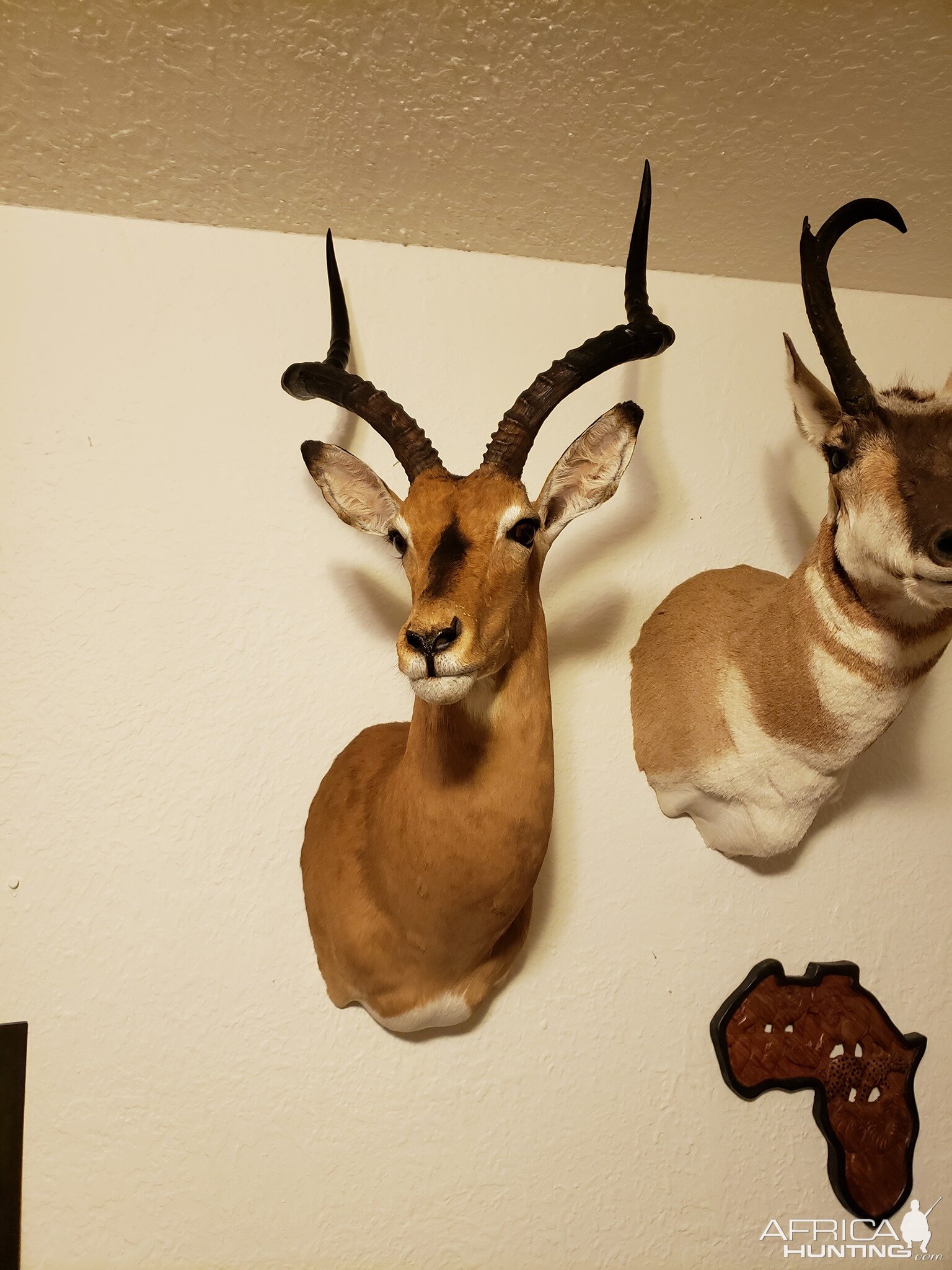 Impala Shoulder Mount Taxidermy