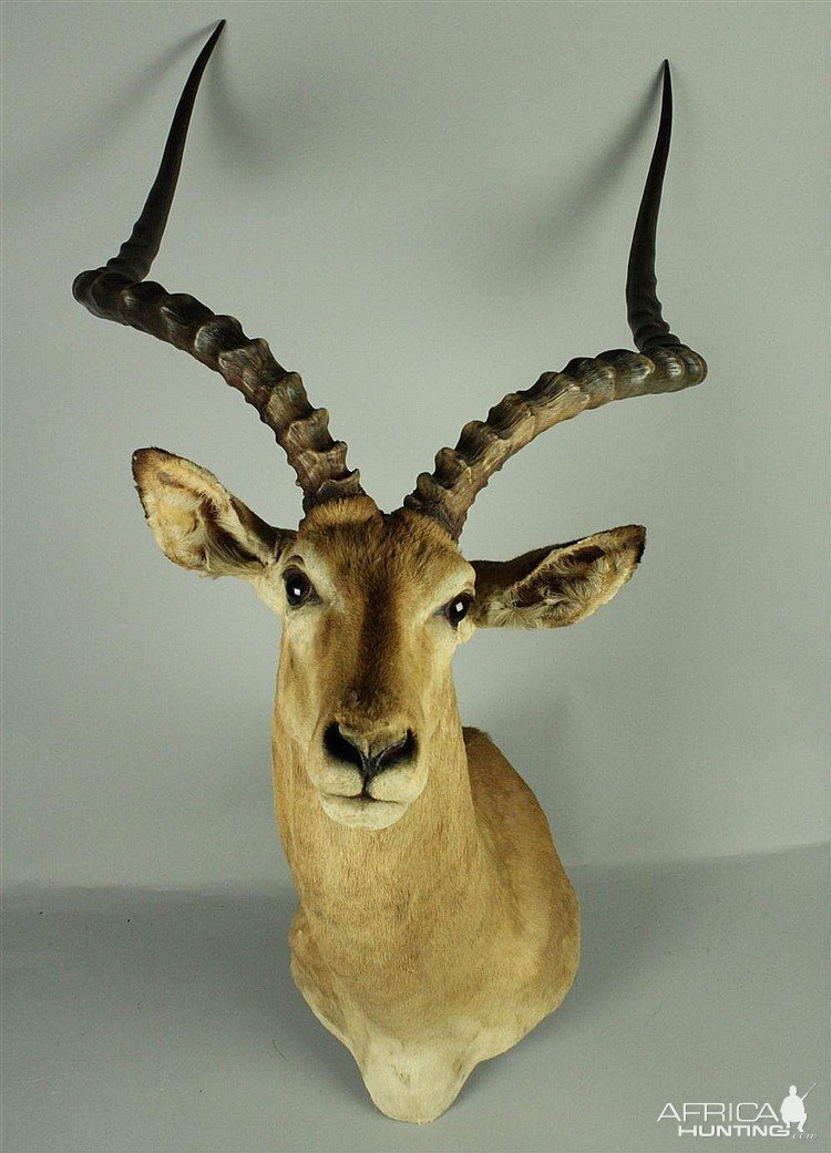 Impala Shoulder Mount Taxidermy