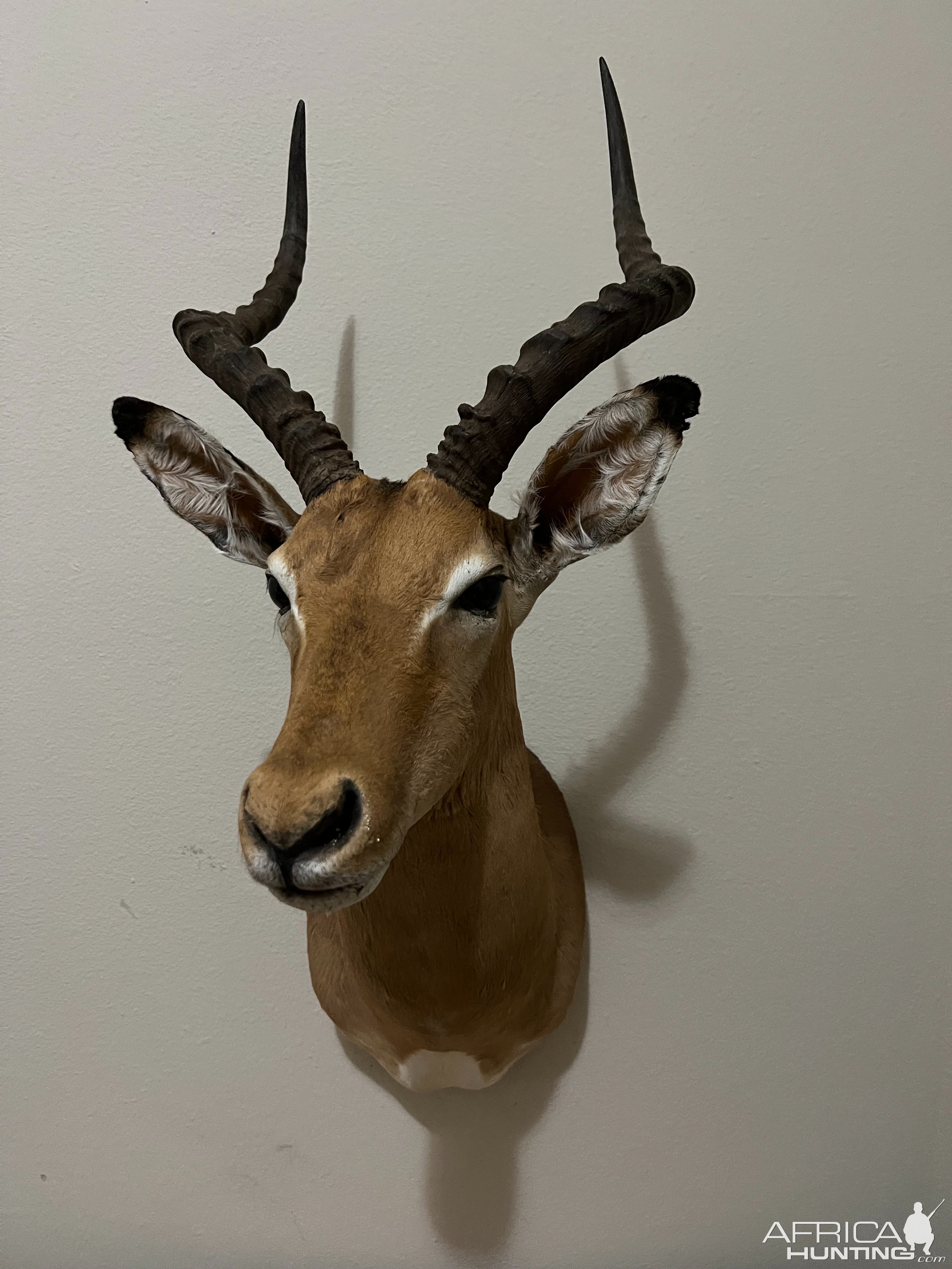 Impala Shoulder Mount Taxidermy