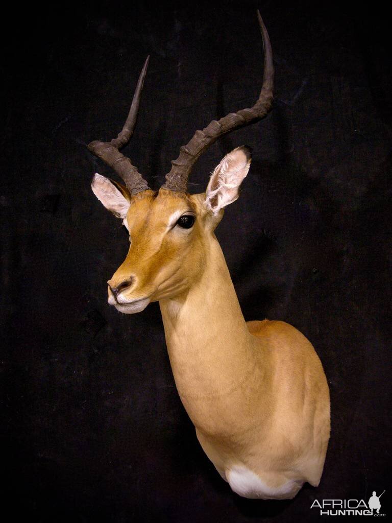 Impala Shoulder Mount Taxidermy