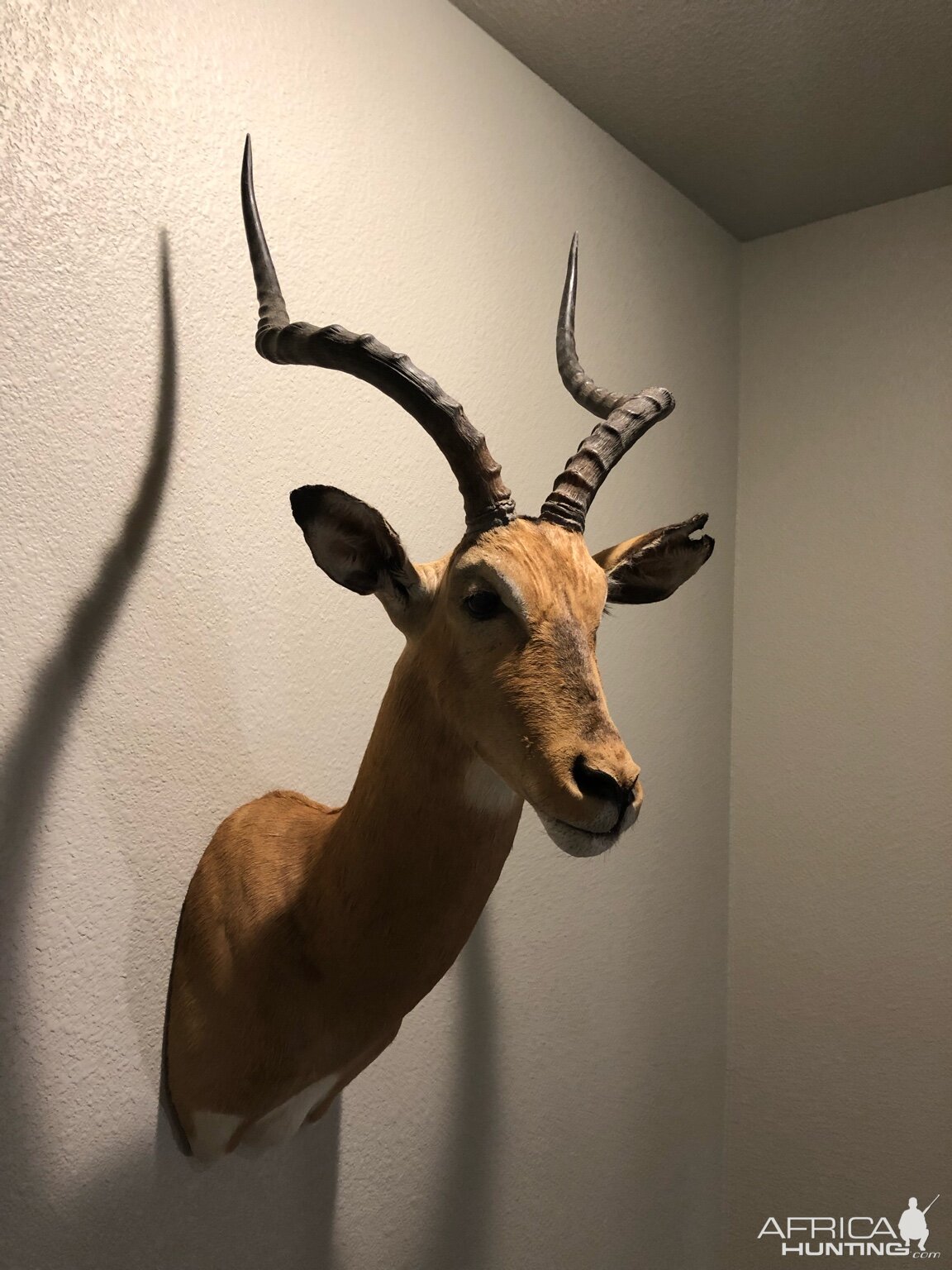 Impala Shoulder Mount Taxidermy