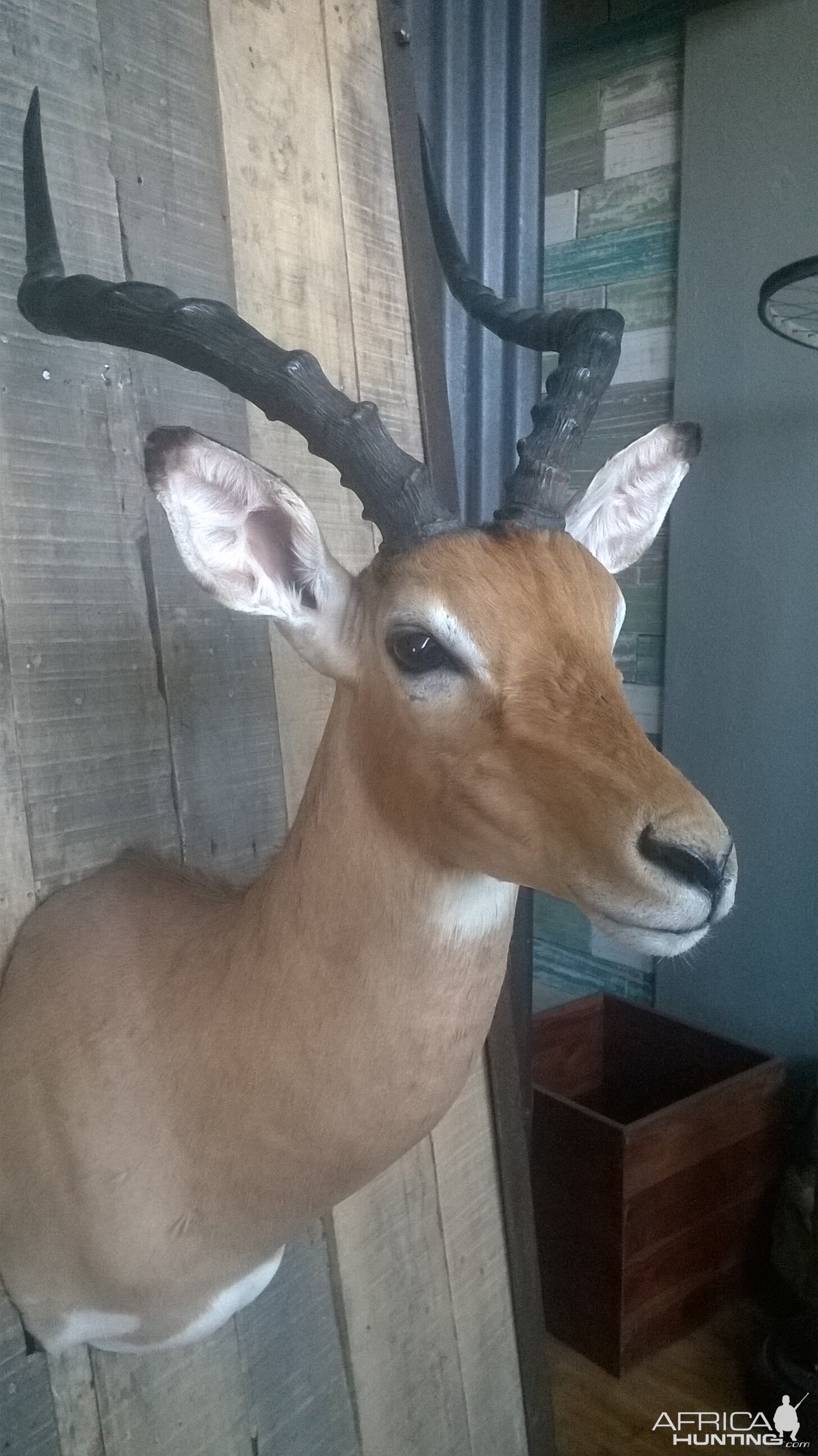 Impala Shoulder Mount Taxidermy