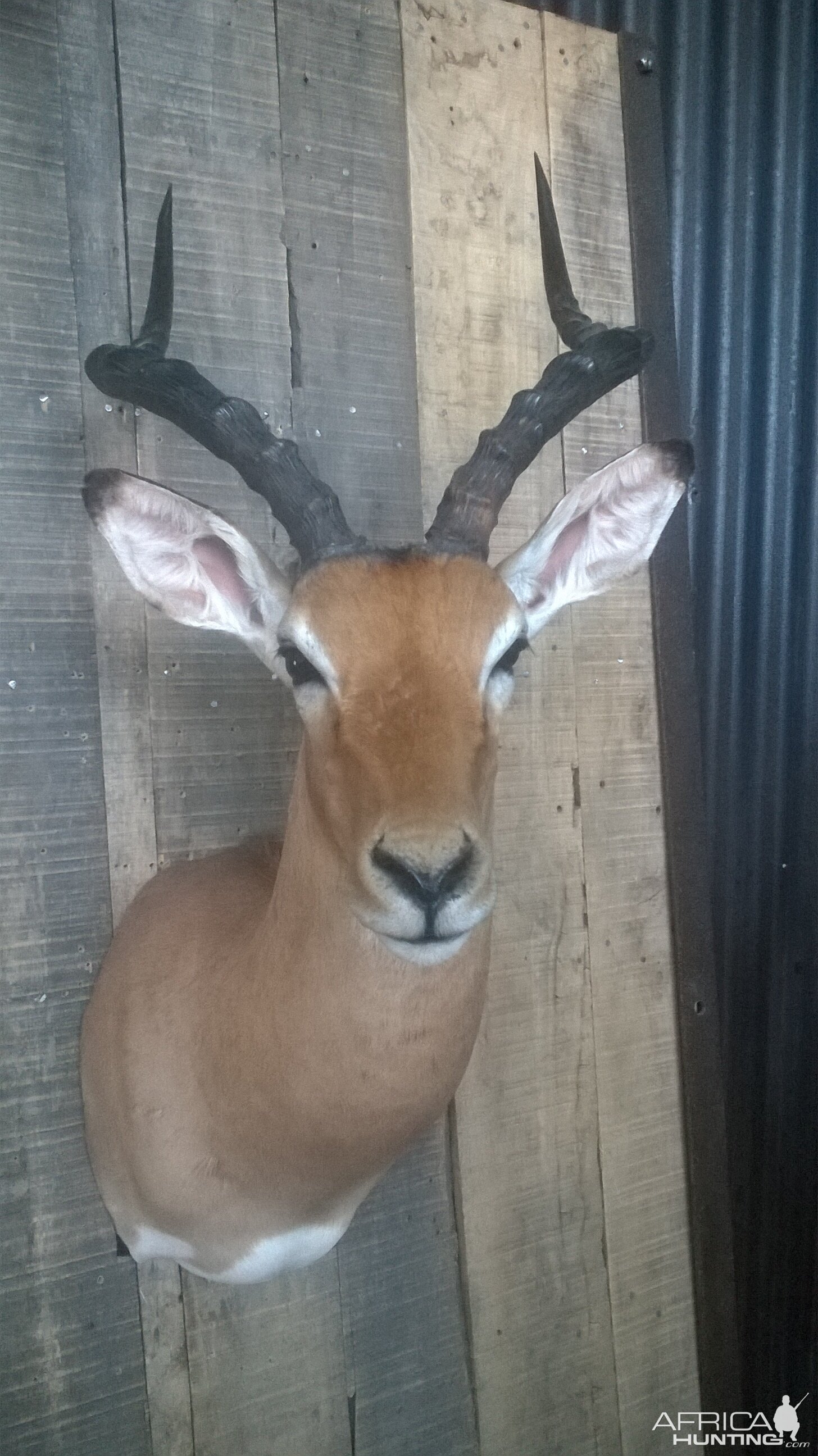 Impala Shoulder Mount Taxidermy