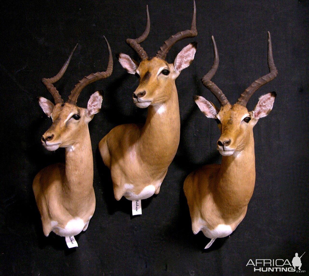 Impala Shoulder Mount Taxidermy | AfricaHunting.com