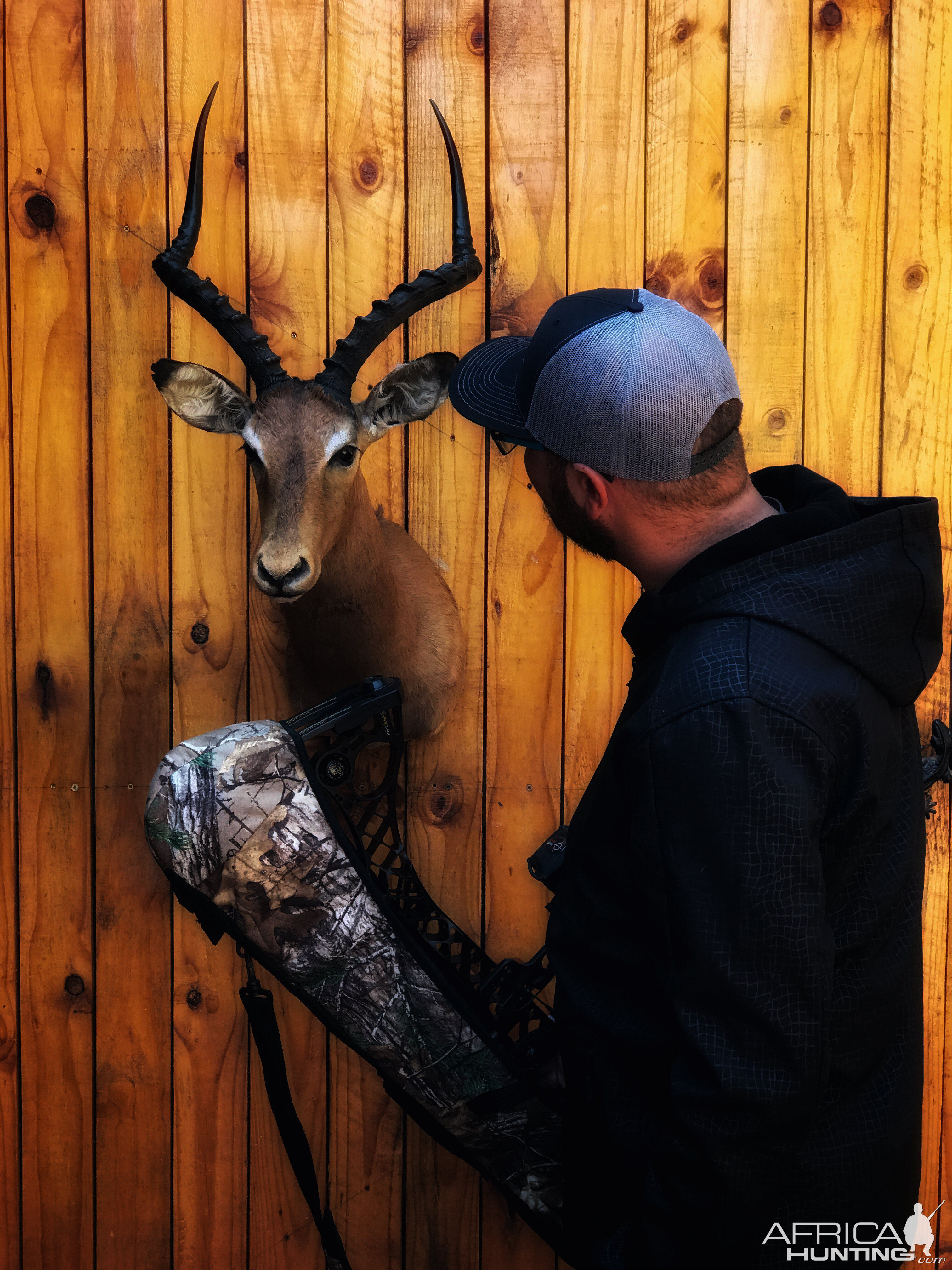 Impala Shoulder Mount Taxidermy