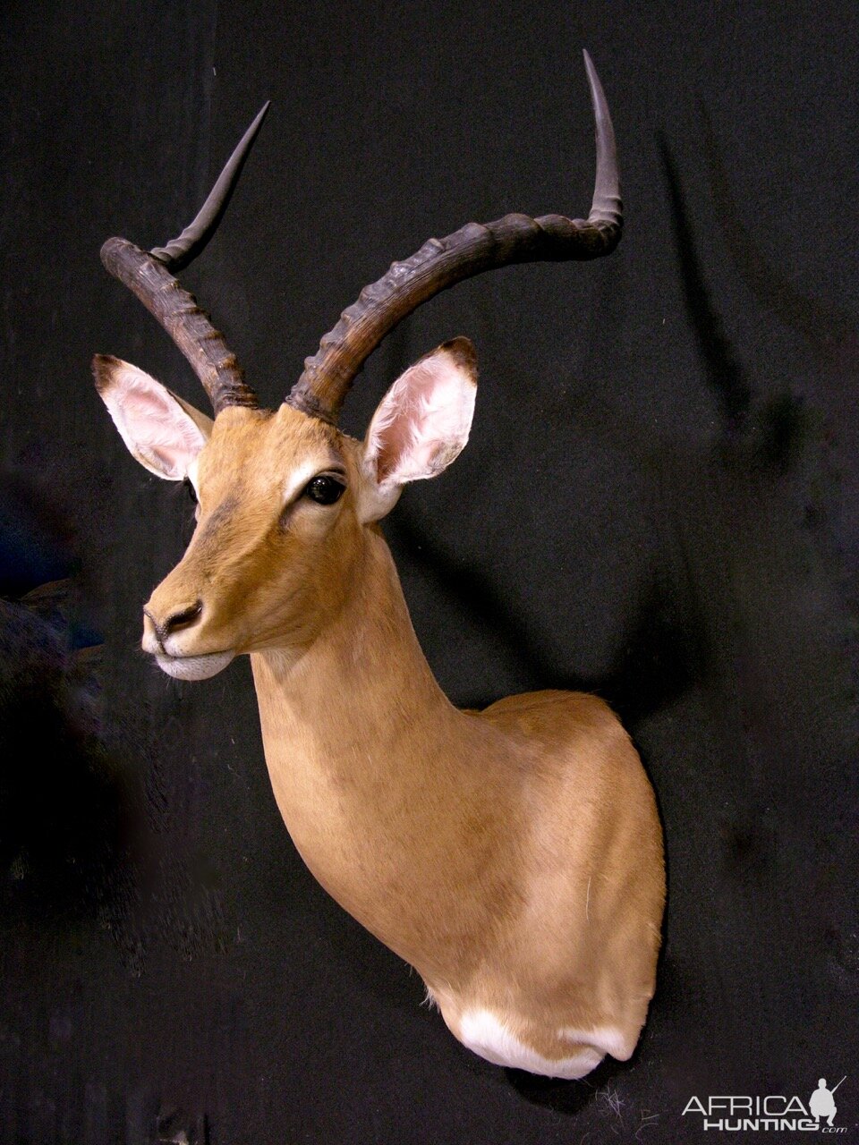 Impala Shoulder Mount Taxidermy