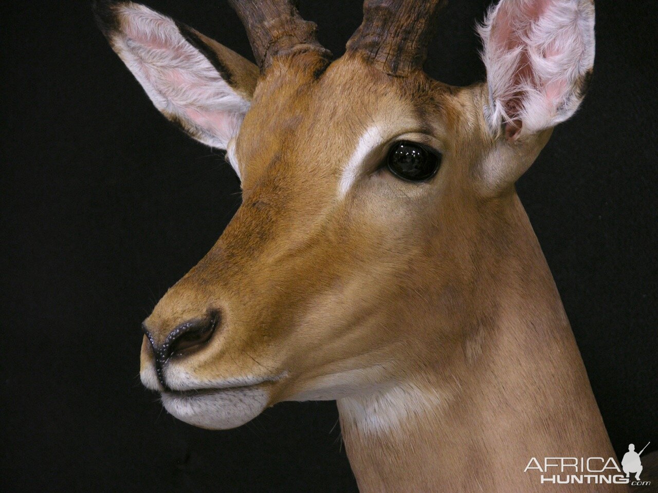 Impala Shoulder Mount Taxidermy