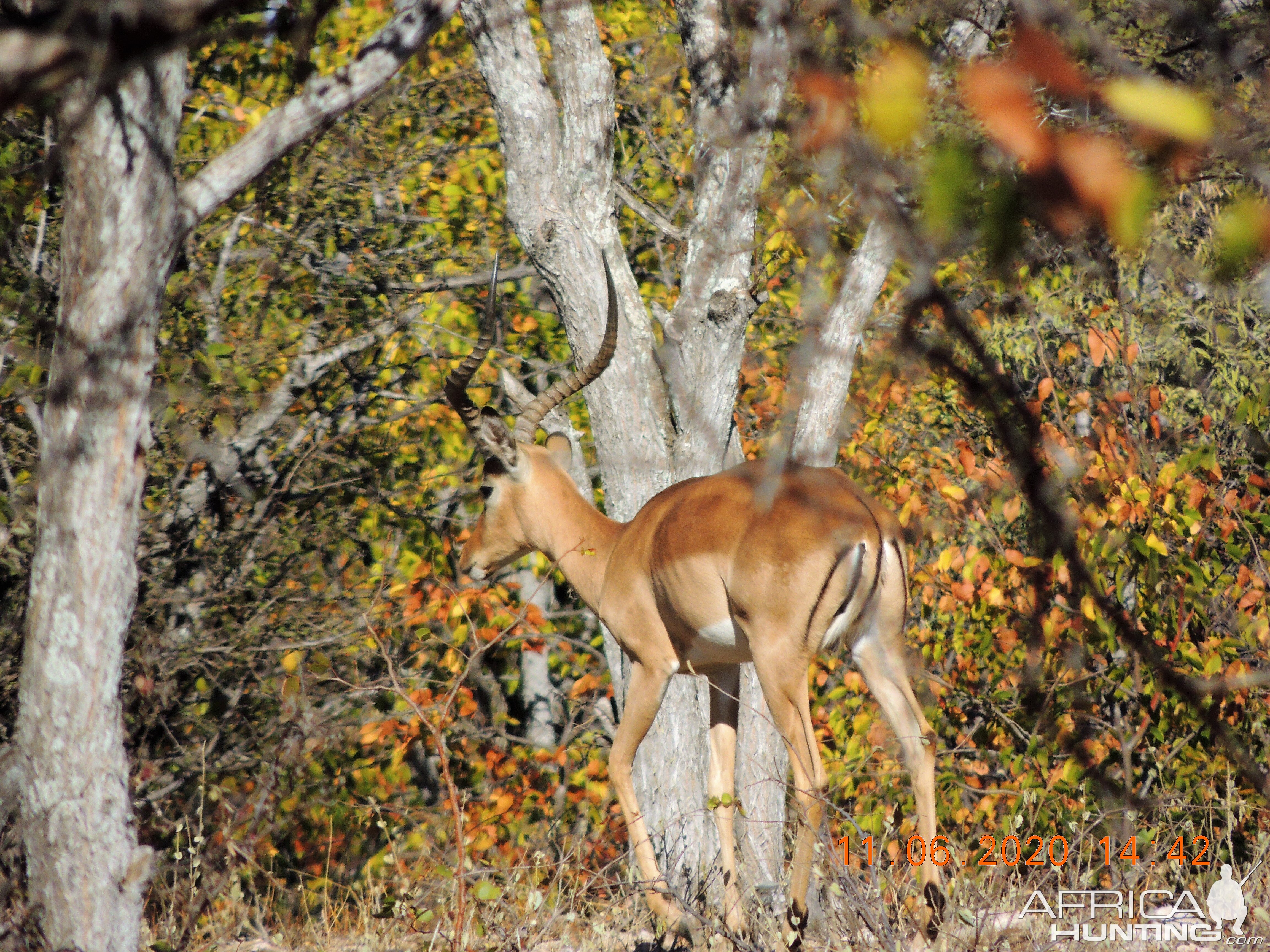 Impala South Africa