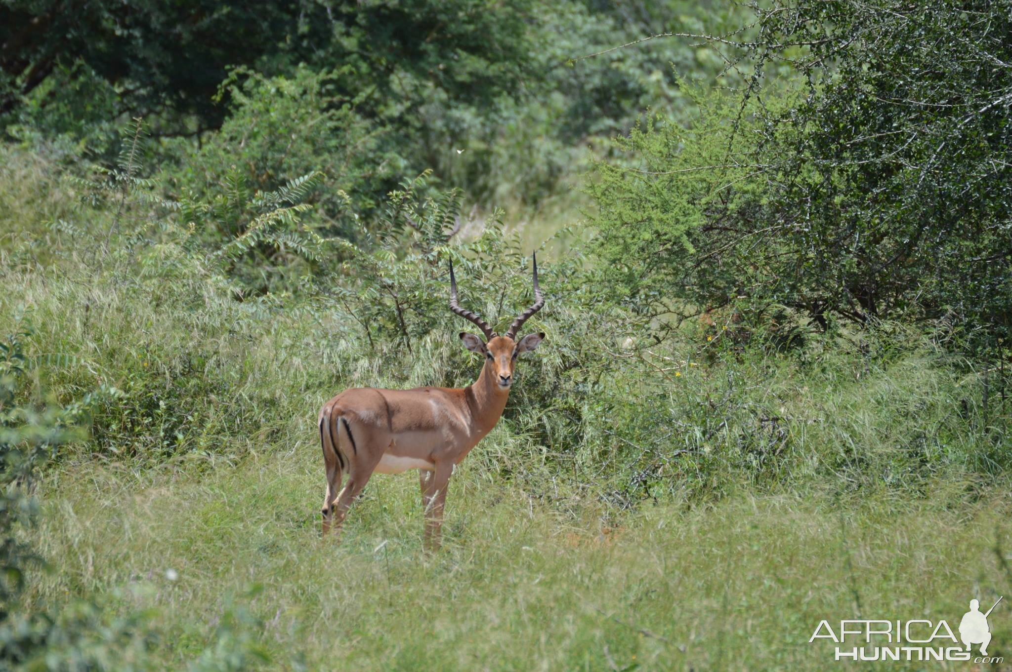 Impala South Africa