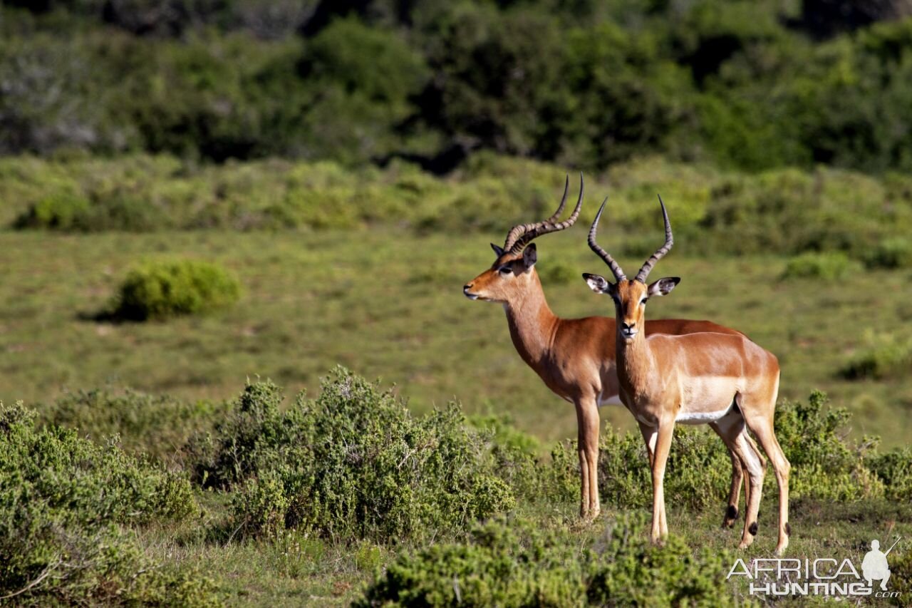 Impala South Africa