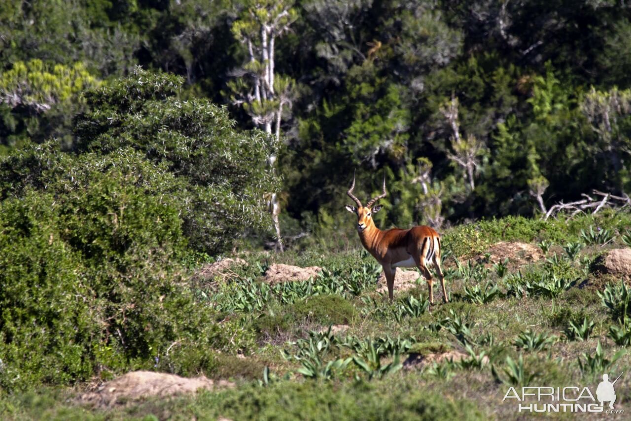 Impala South Africa