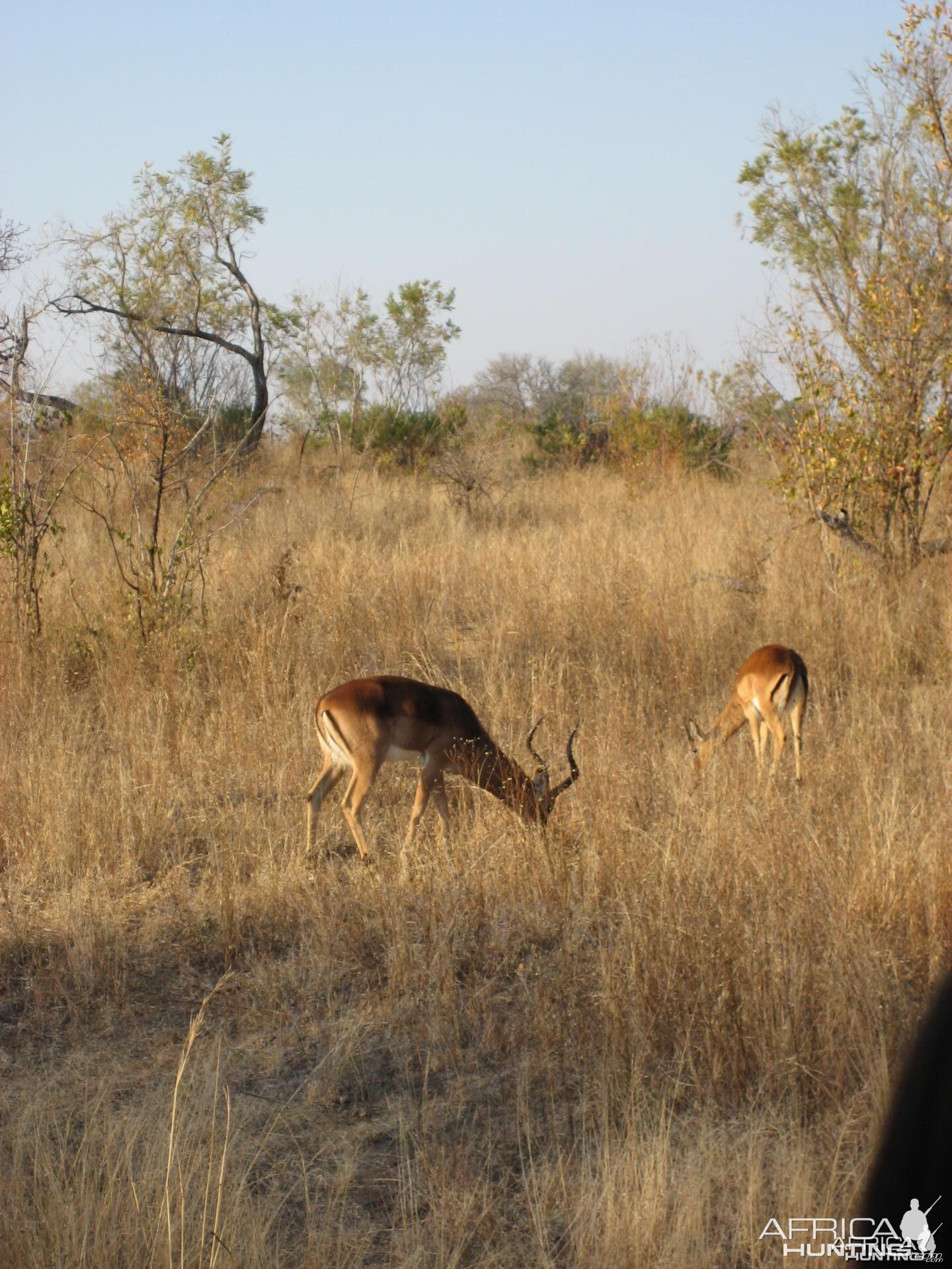 Impala South Africa