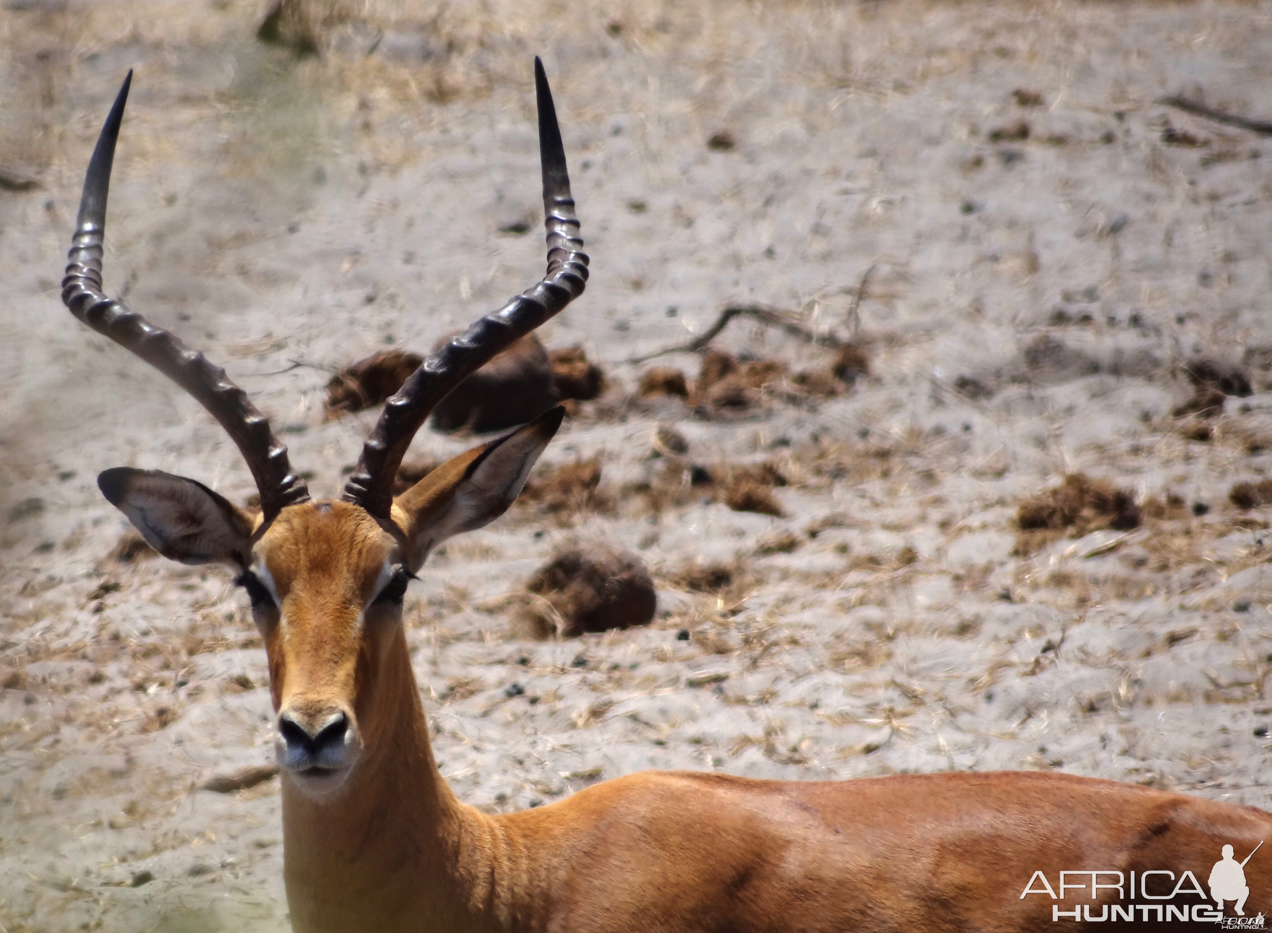 Impala - Tanzania