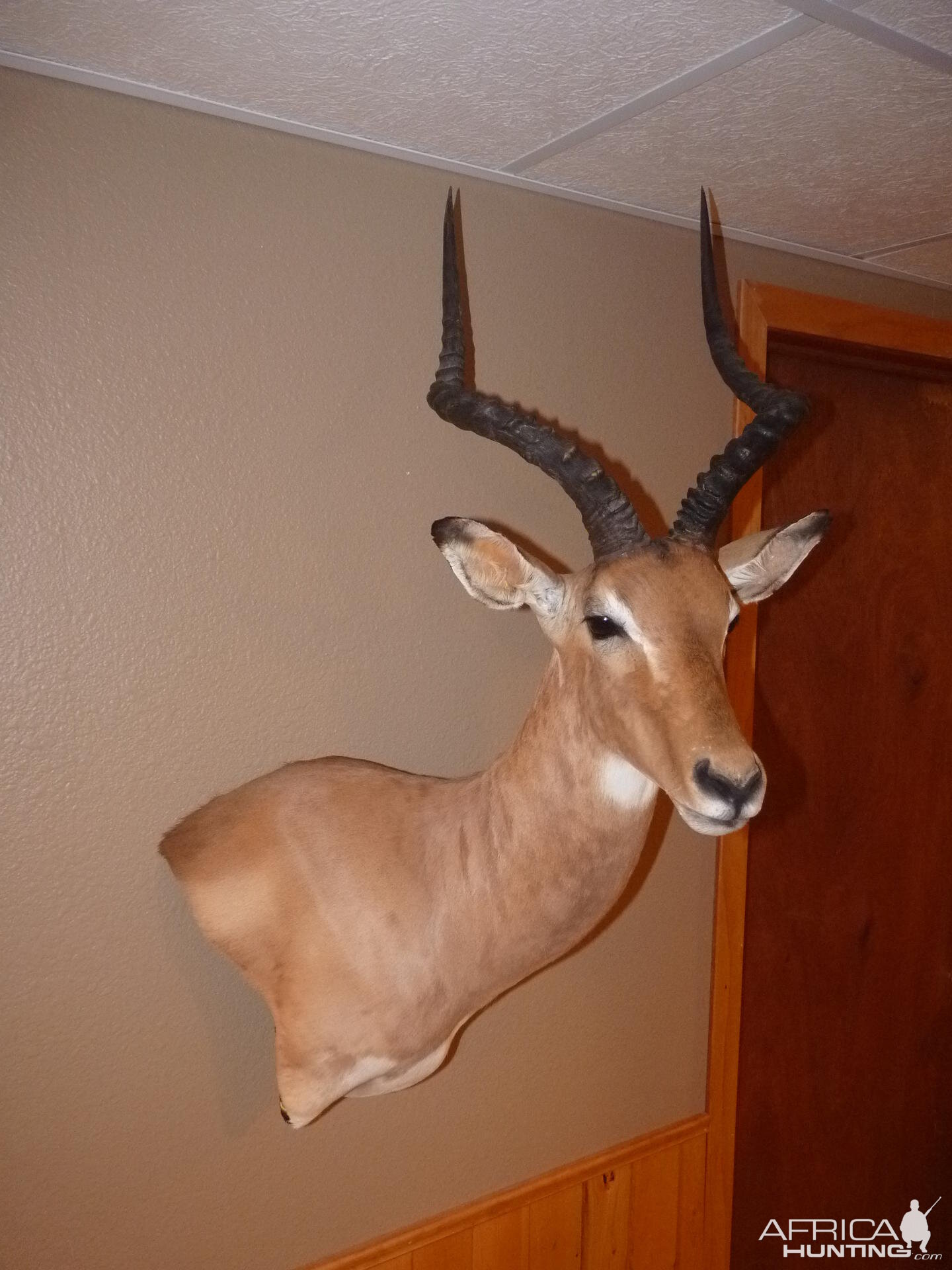 Impala Taxidermy