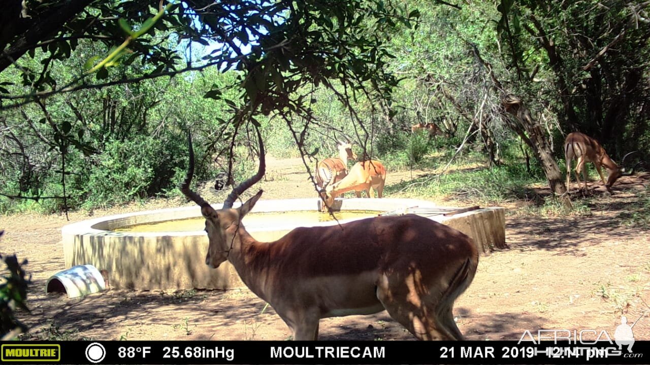 Impala Trail Cam Pictures South Africa