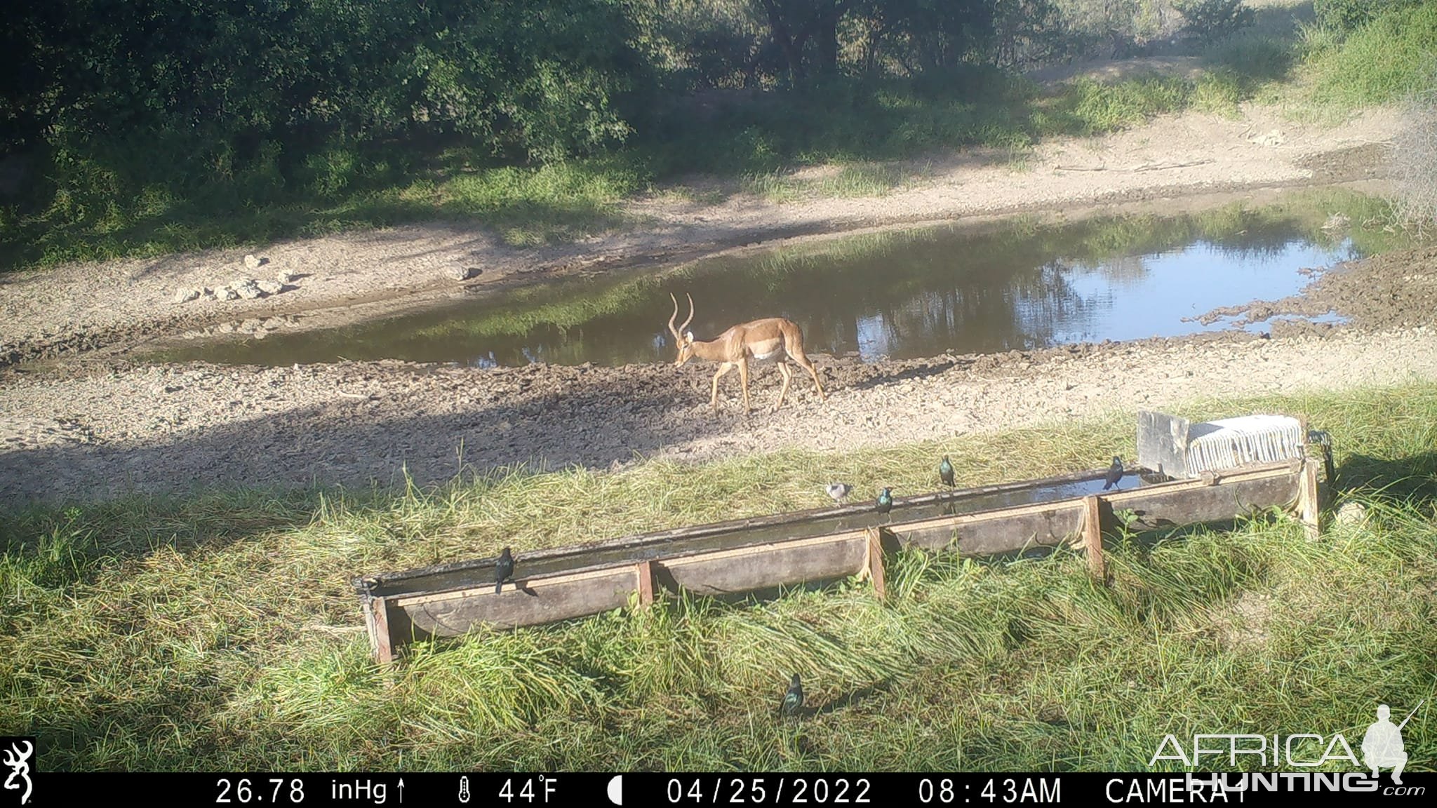 Impala Trail Camera Namibia