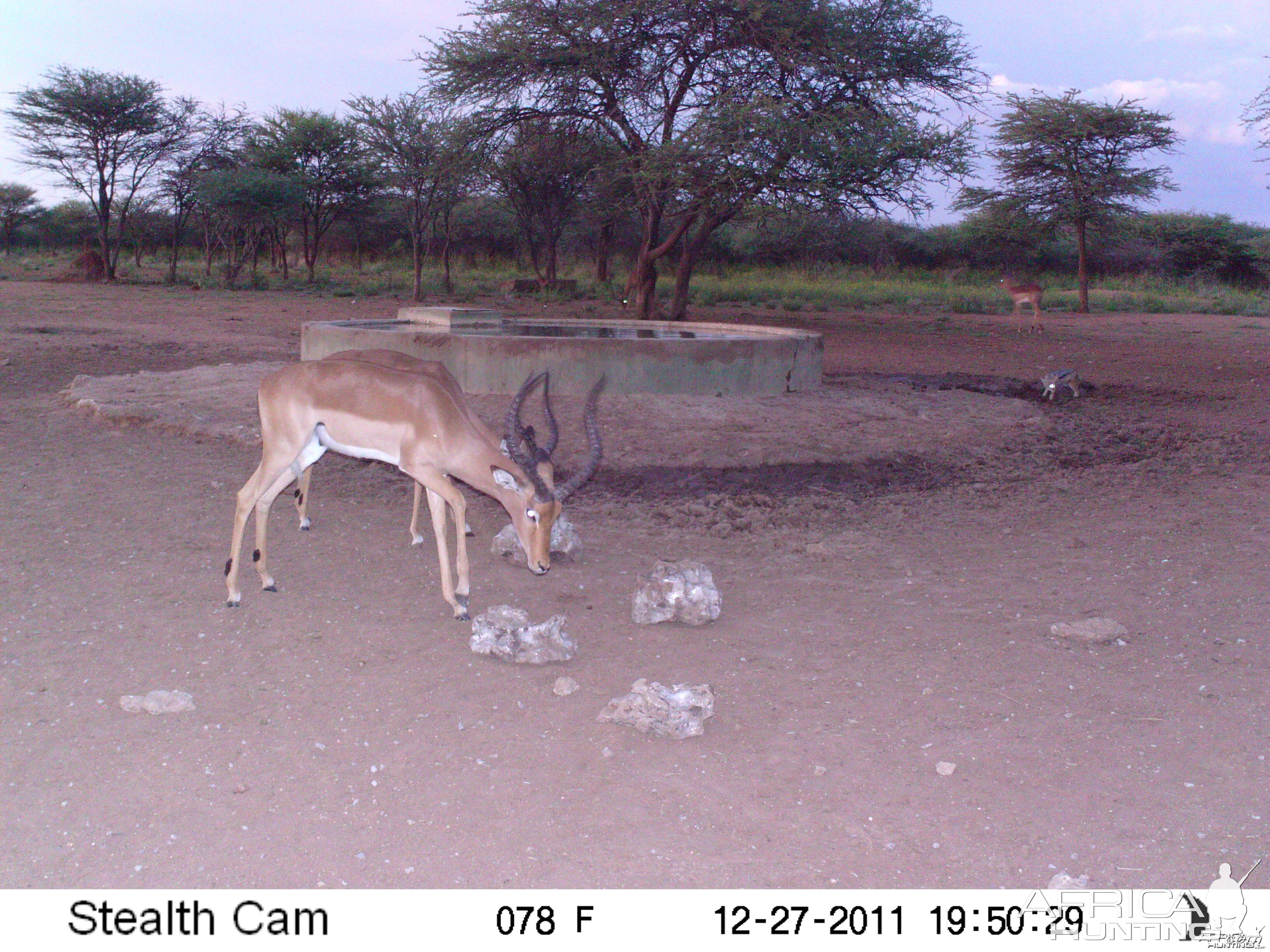 Impala Trail Camera Namibia